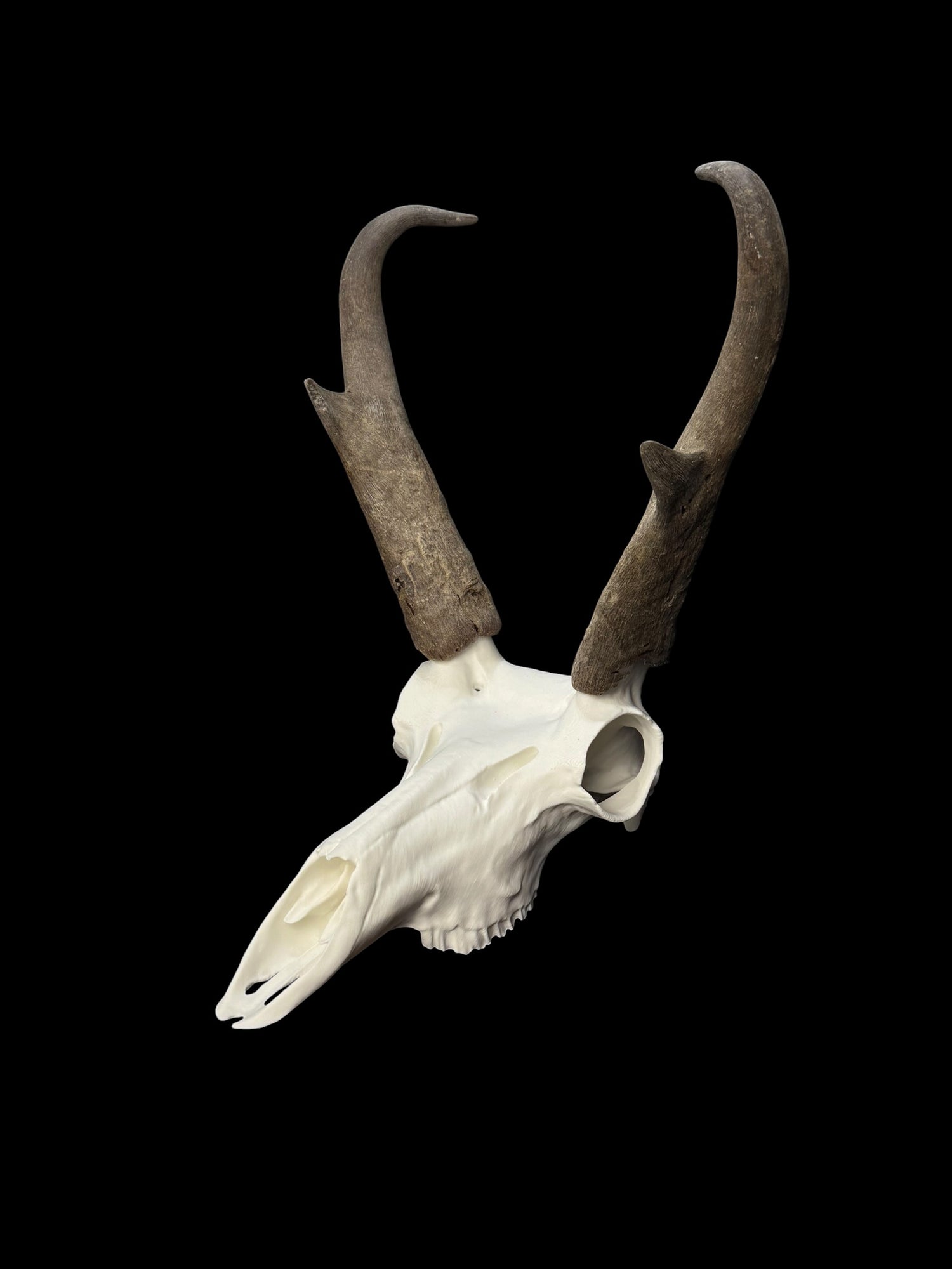Pronghorn Antelope Skull (3D Replica)