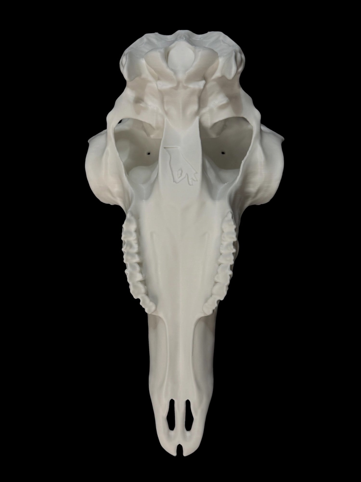 Pronghorn Antelope Skull (3D Replica)