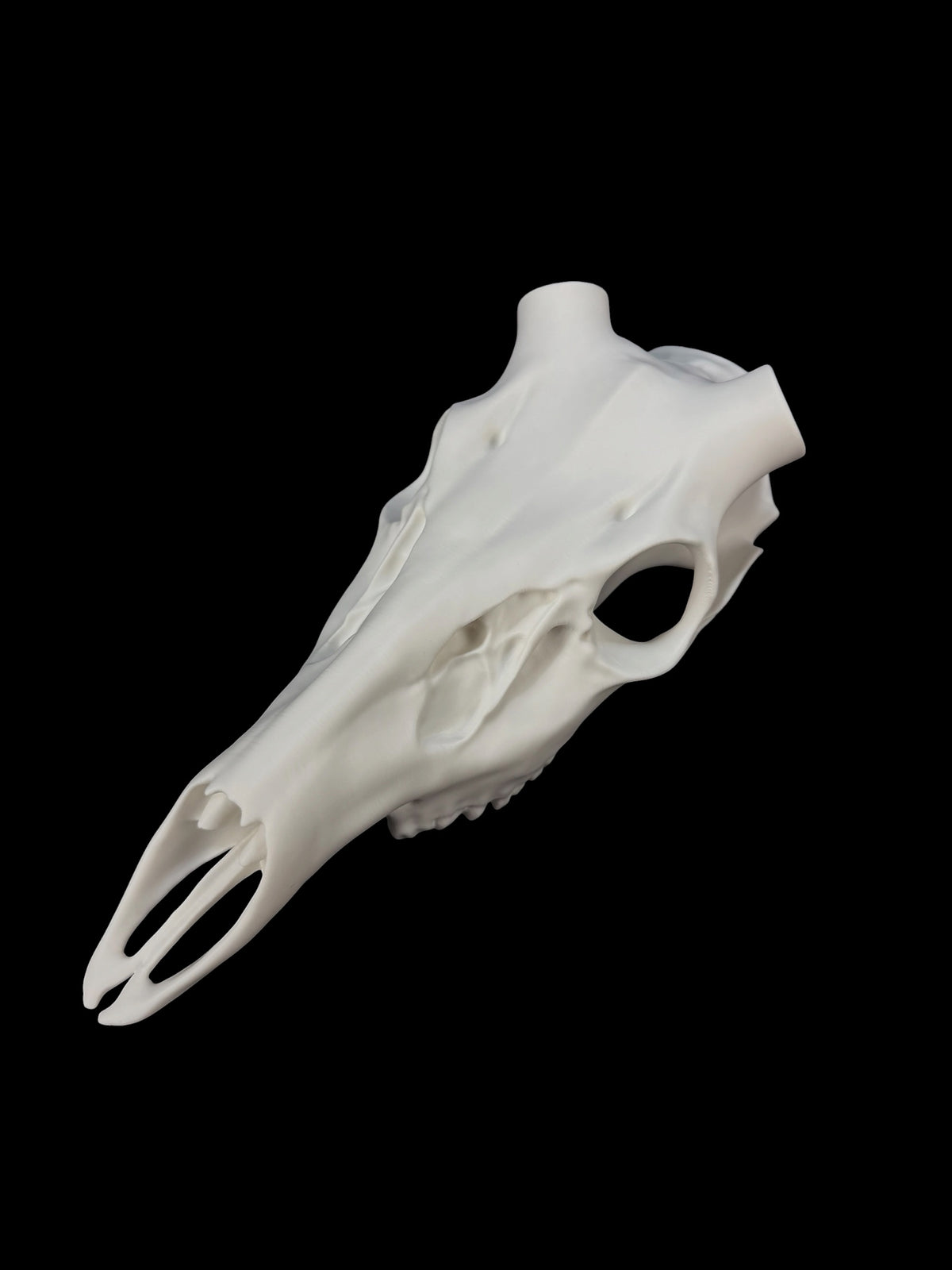 Whitetail Deer Skull (3D Replica)