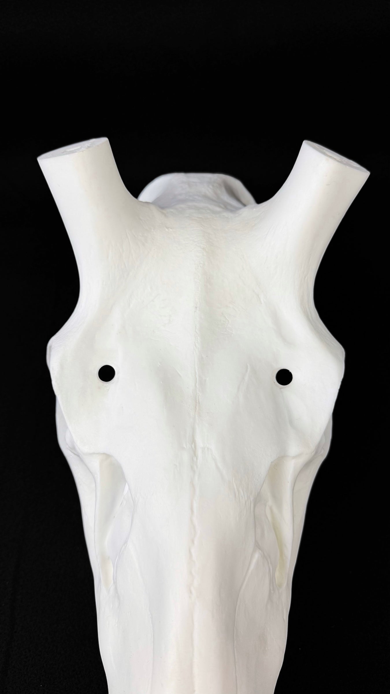 Elk Skull (With Teeth)