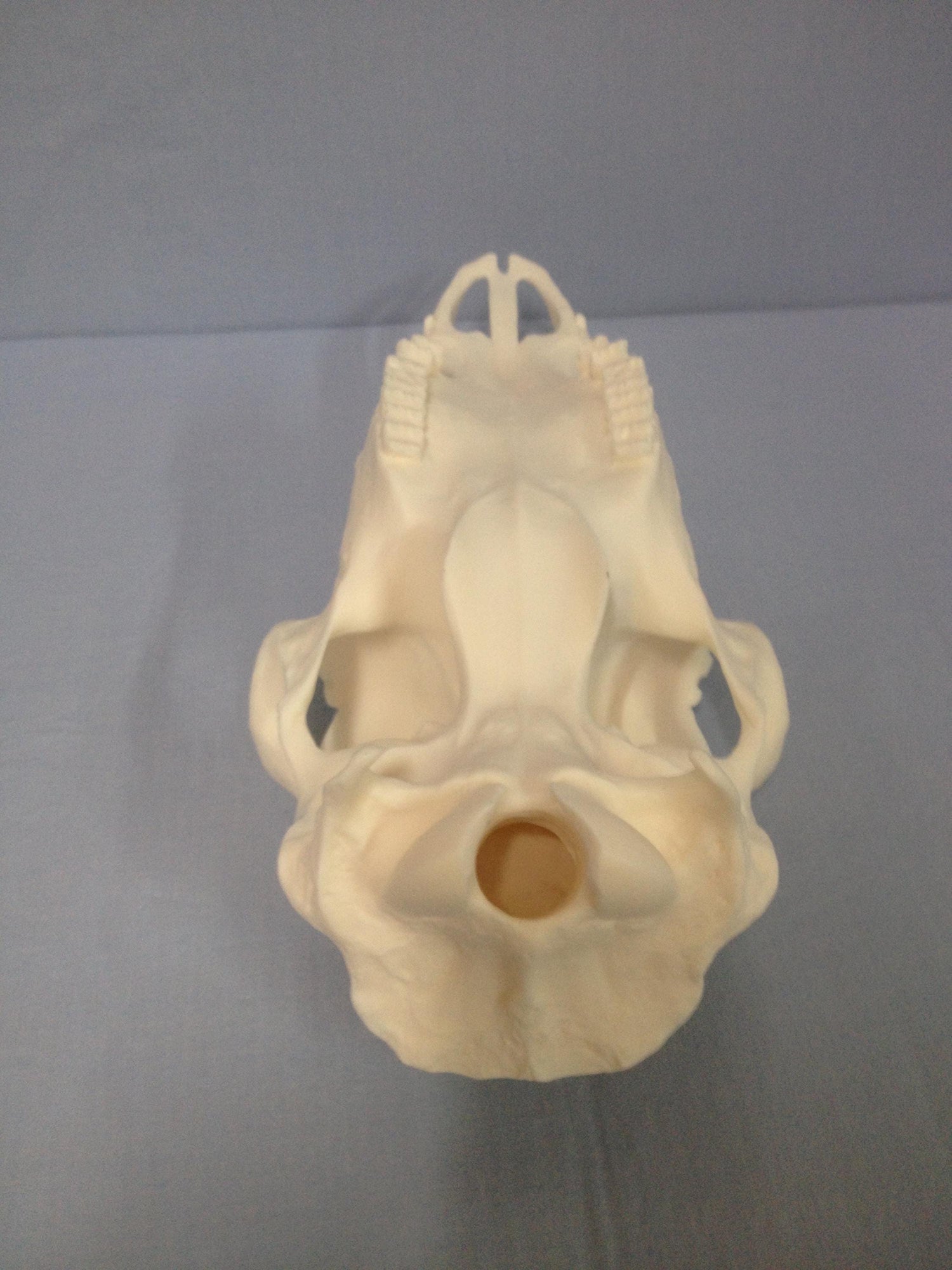 Caribou Skull Slotted (With Teeth)