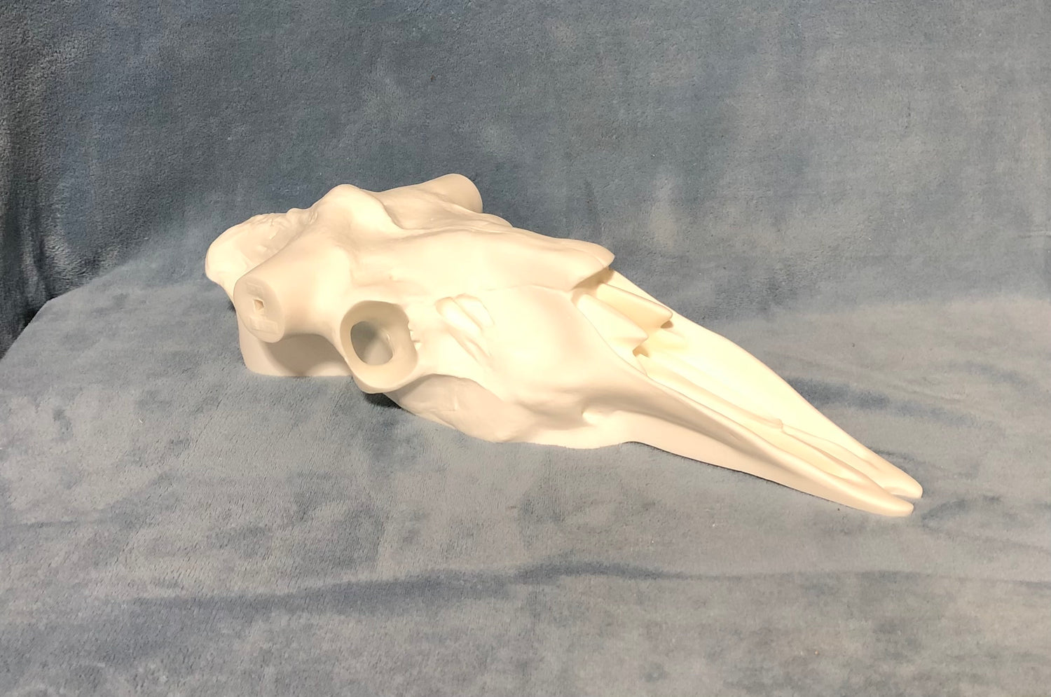 Moose Skull (Flat Back) (Yukon)