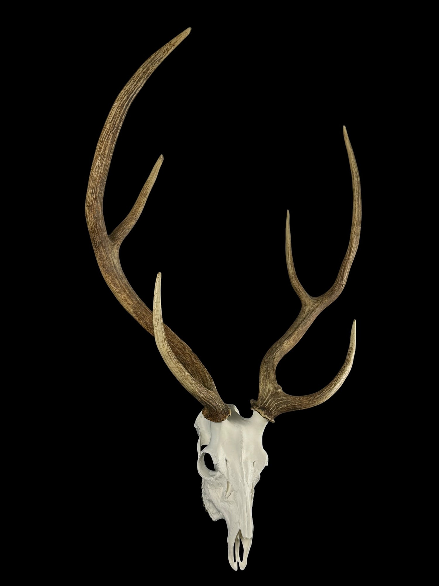 Axis Skull (With Teeth)