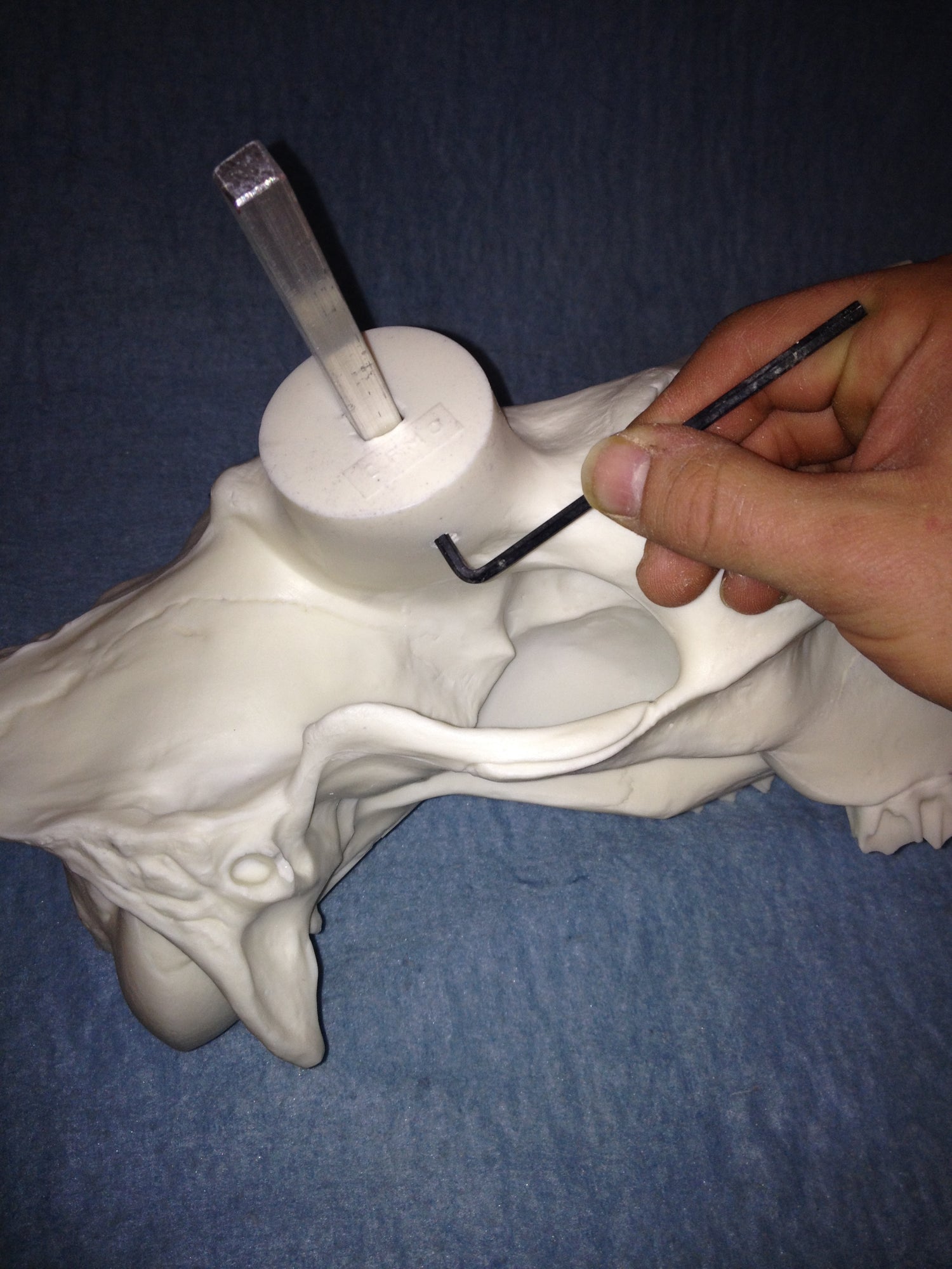 Moose Skull (Flat Back) (Yukon)