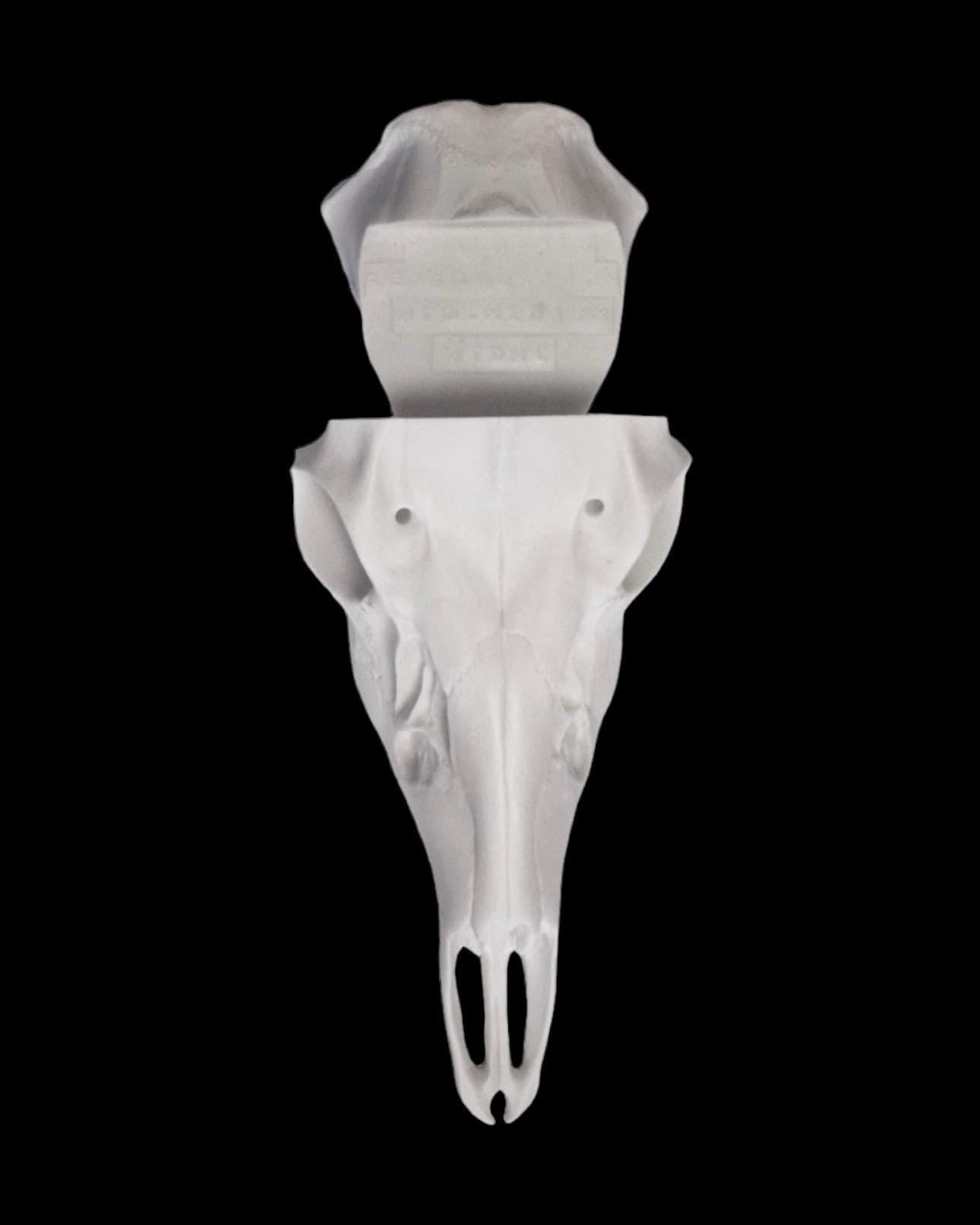 Whitetail Skull Slotted (Flat Back)