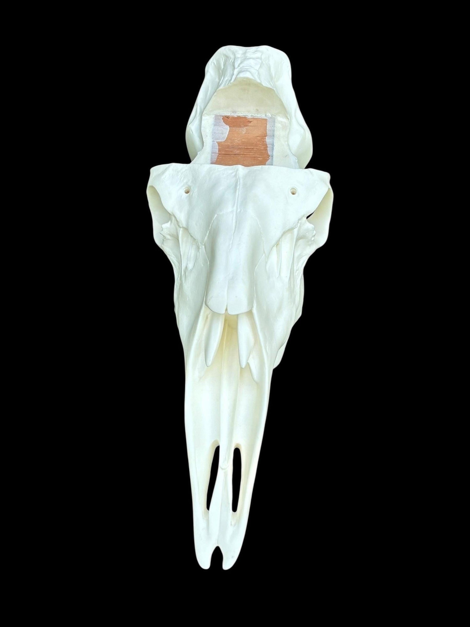 Moose Slotted (Flat Back)