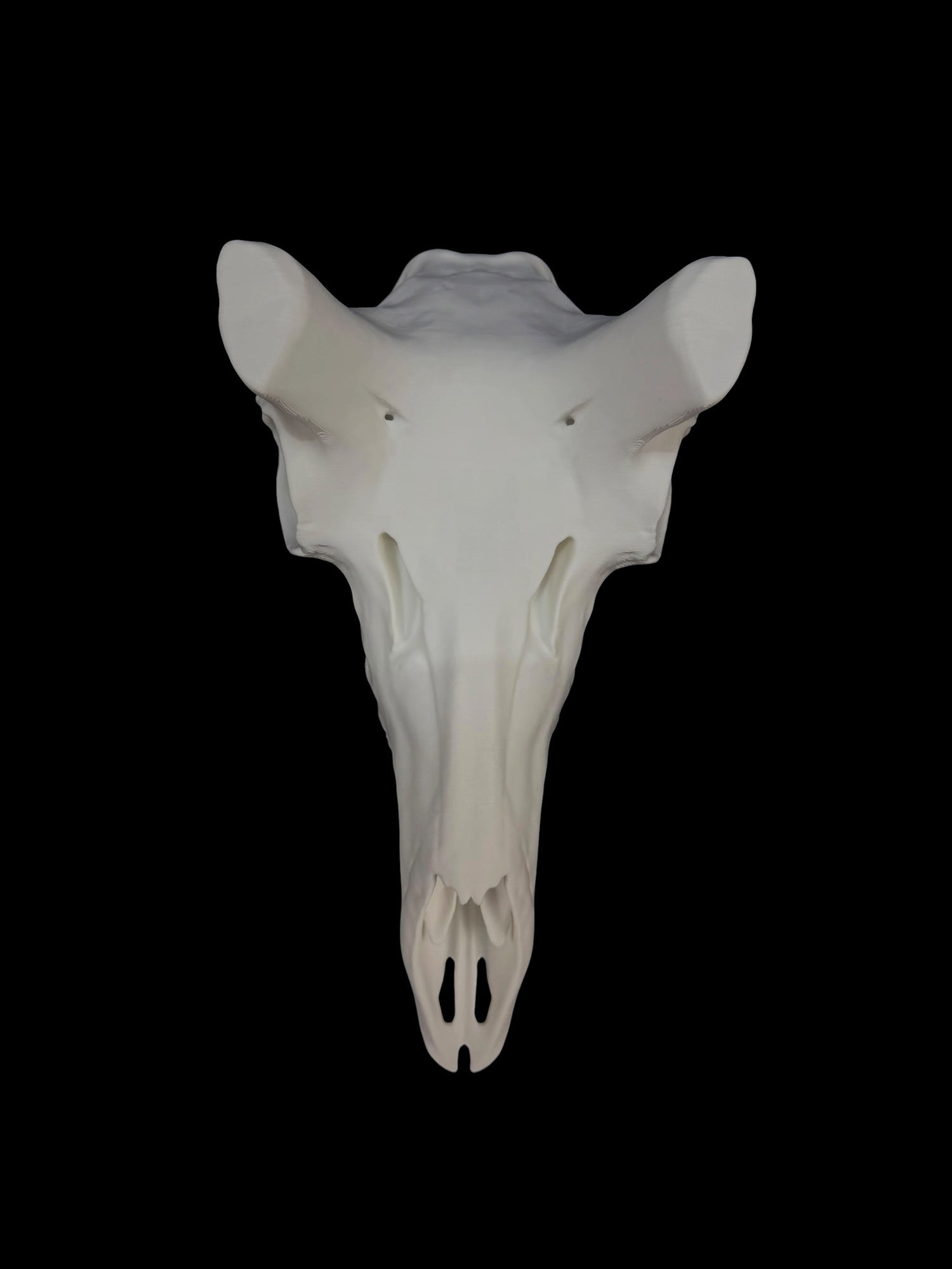 Pronghorn Antelope Skull (3D Replica)