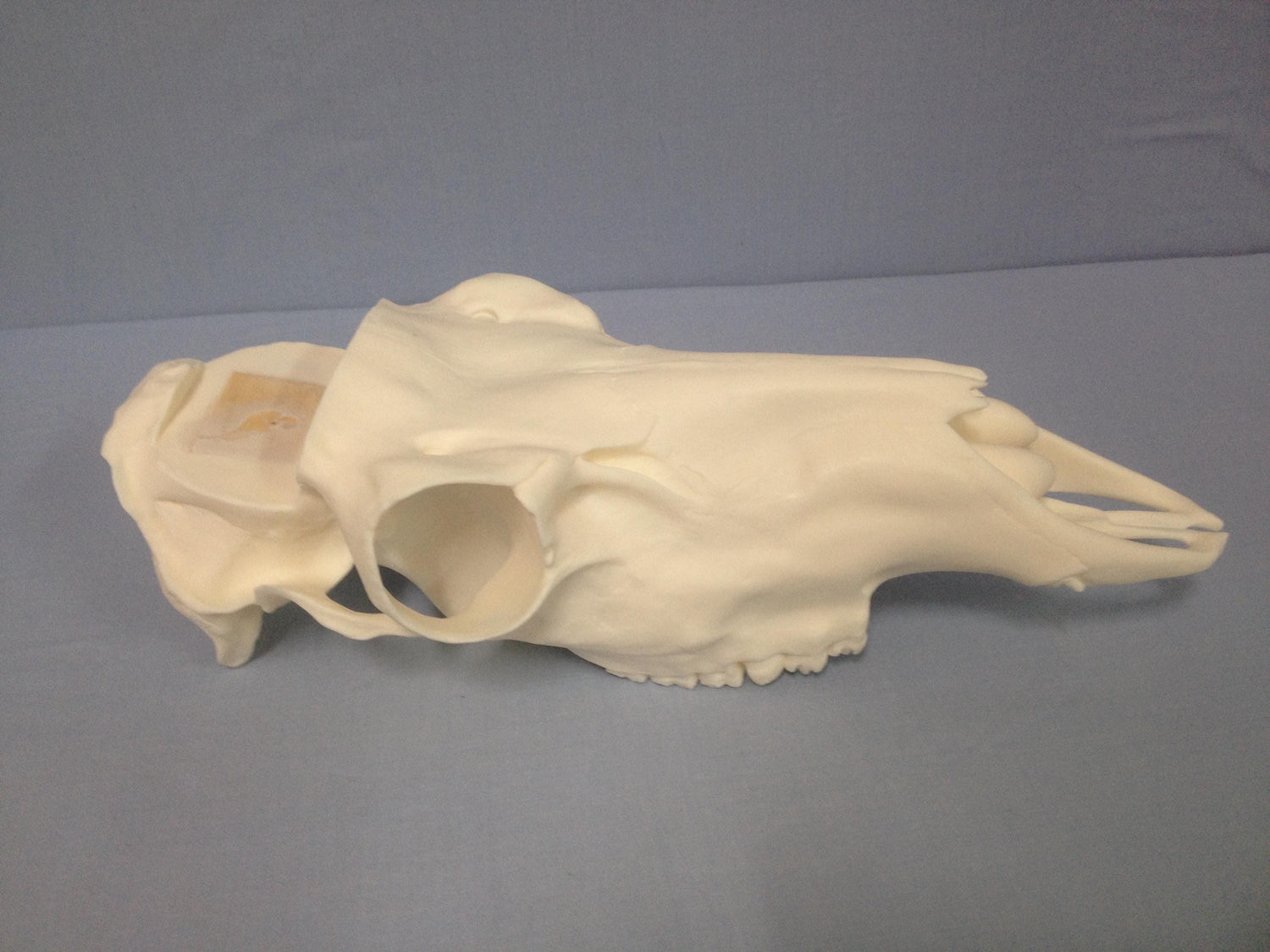 Caribou Skull Slotted (With Teeth)