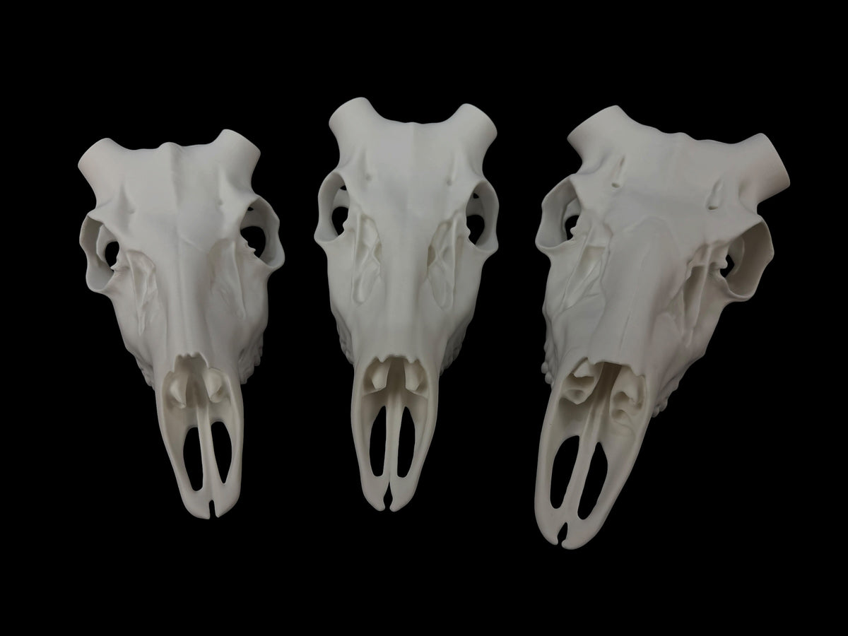 Whitetail Deer Skull (3D Replica)