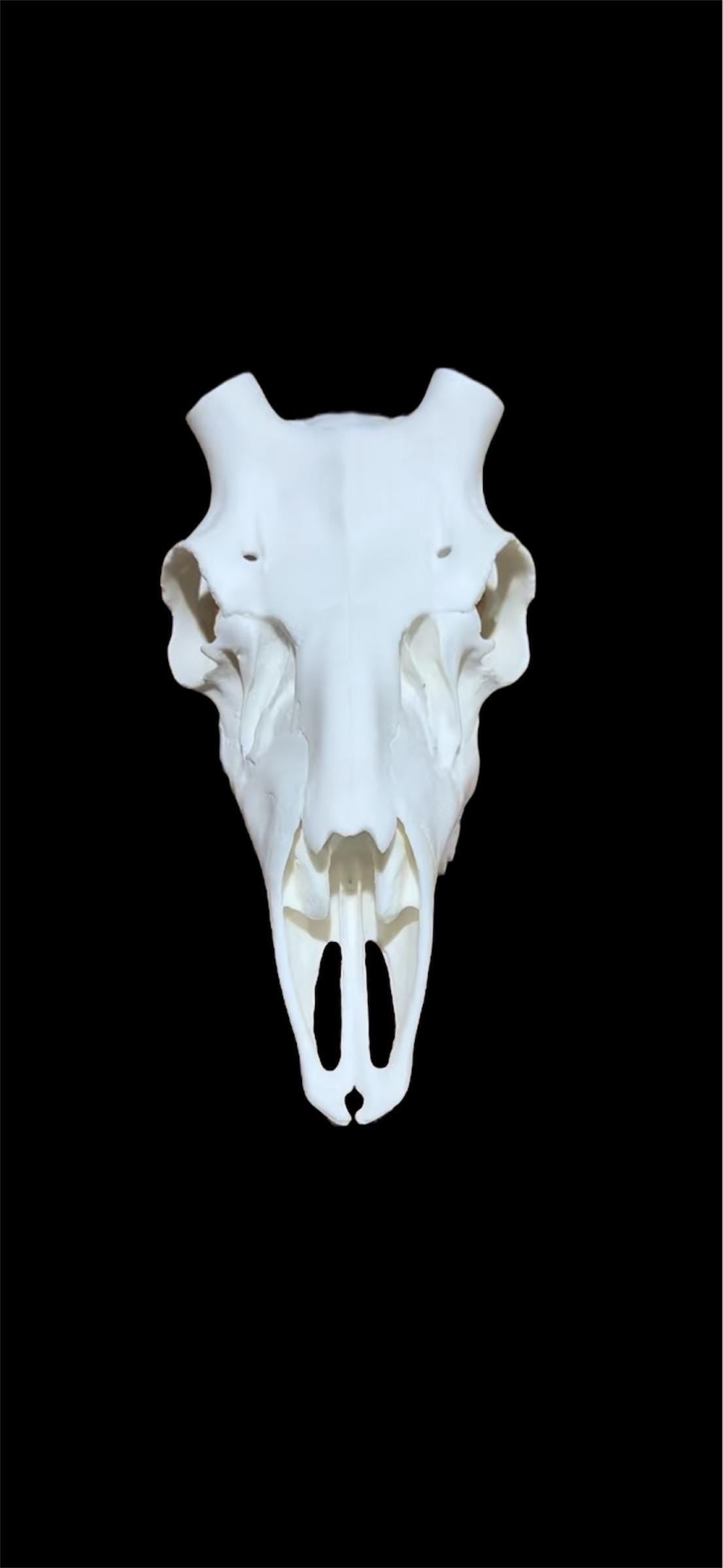 Mule Deer Skull (With Teeth)