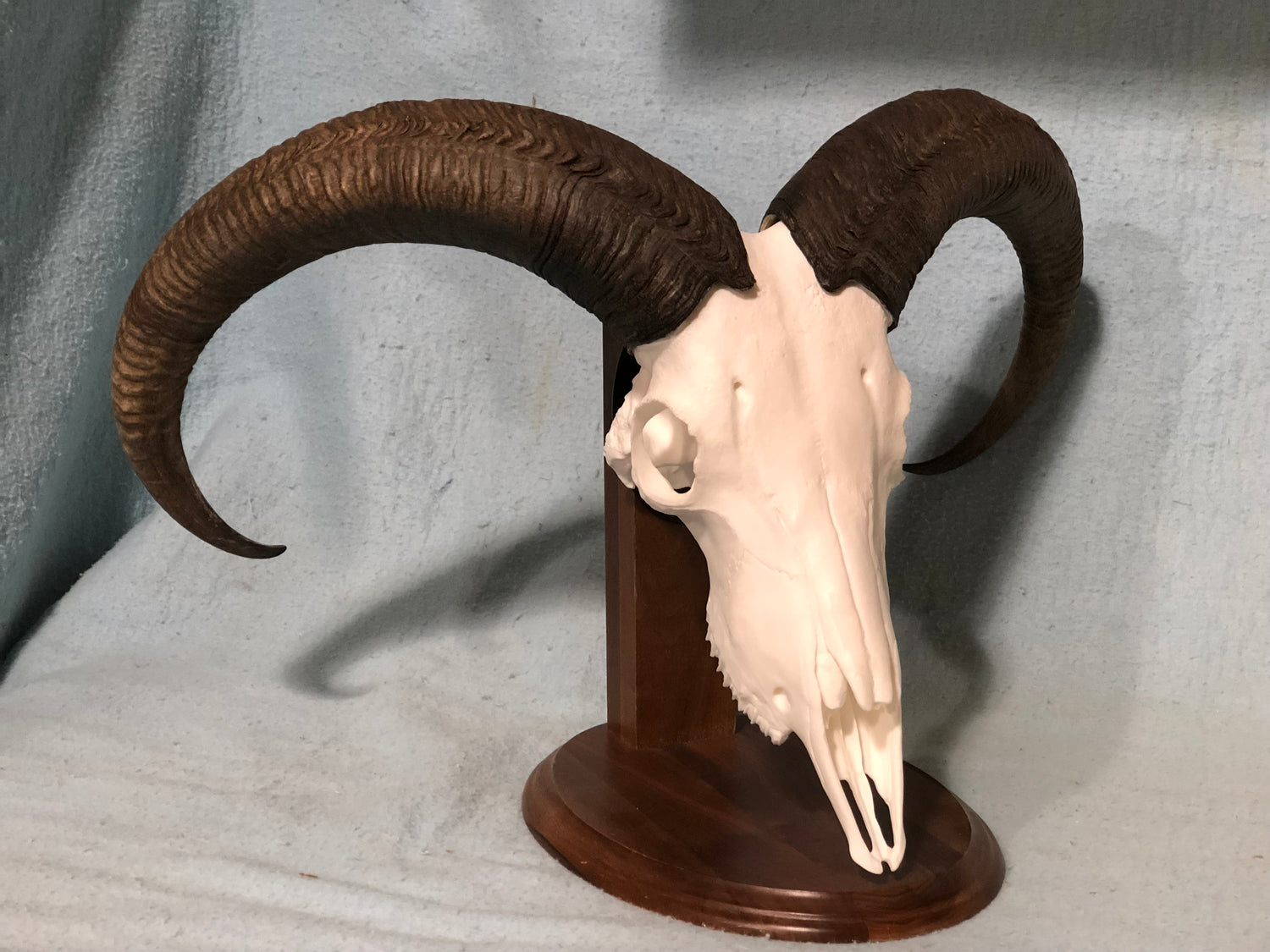 Aoudad Skull