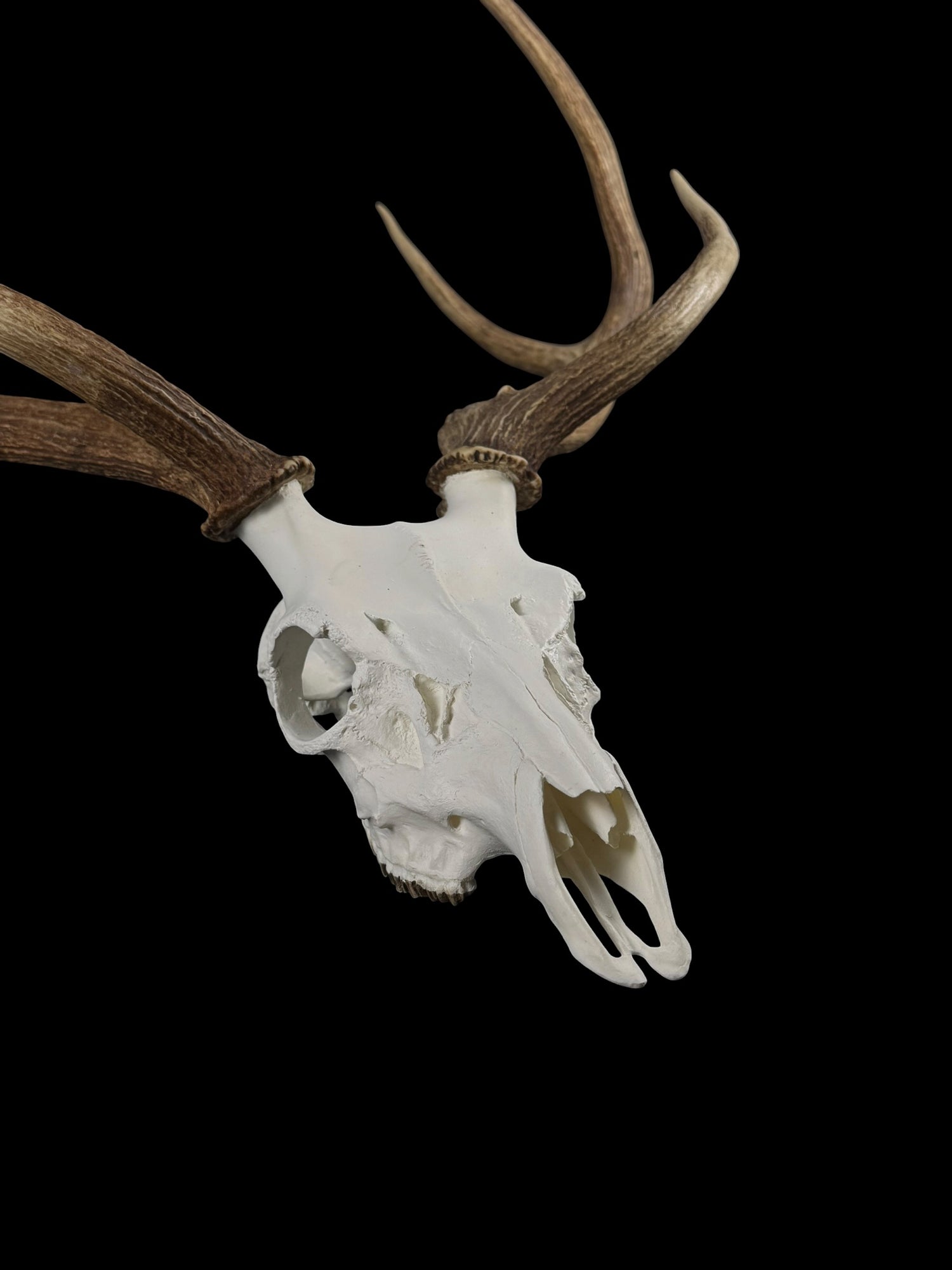Axis Skull (With Teeth)