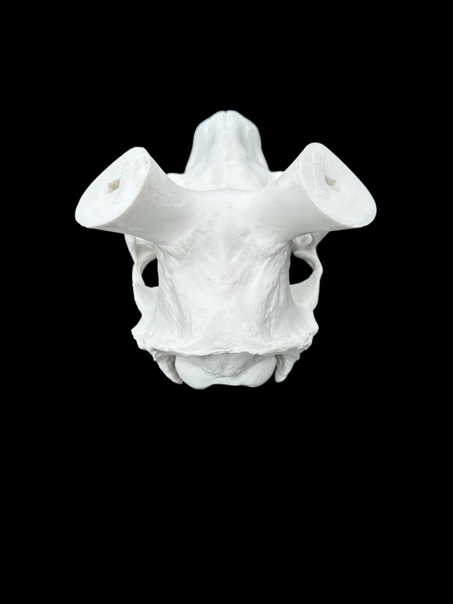 Elk Skull (With Teeth)