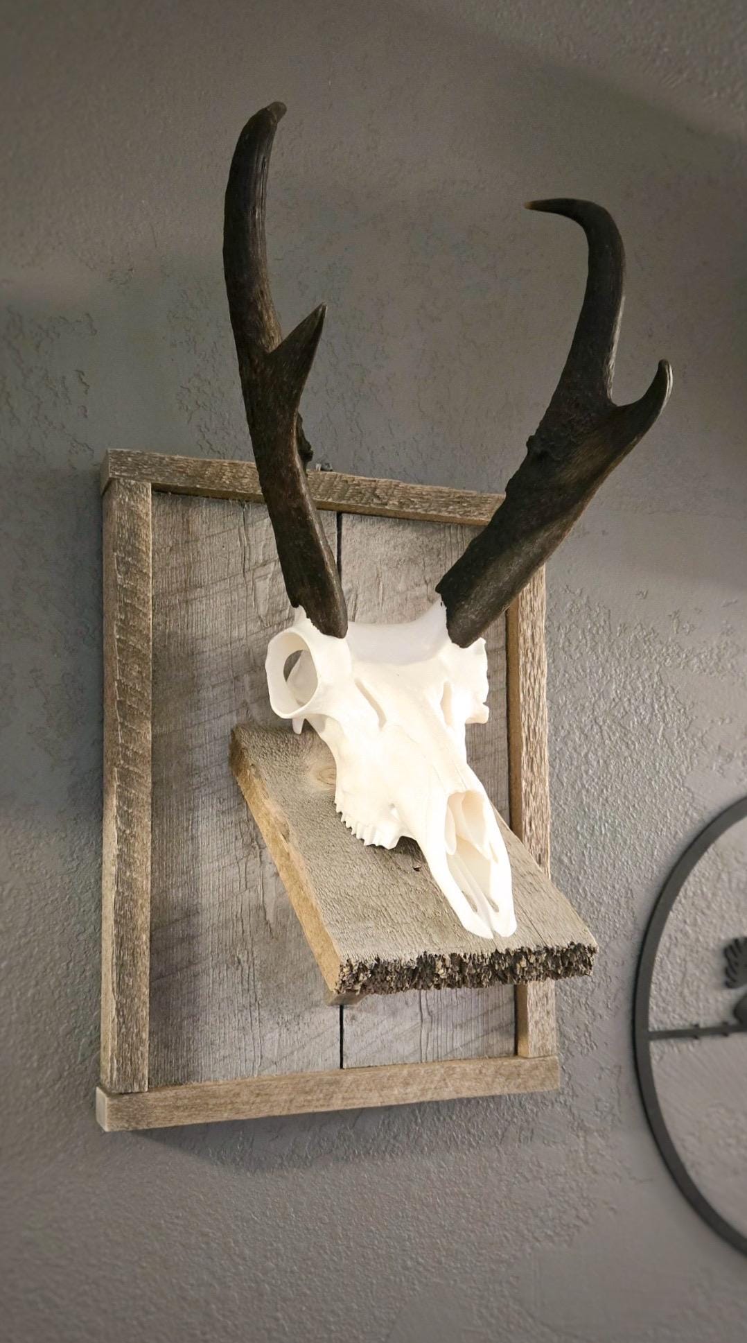 Antelope Skull (With Teeth)