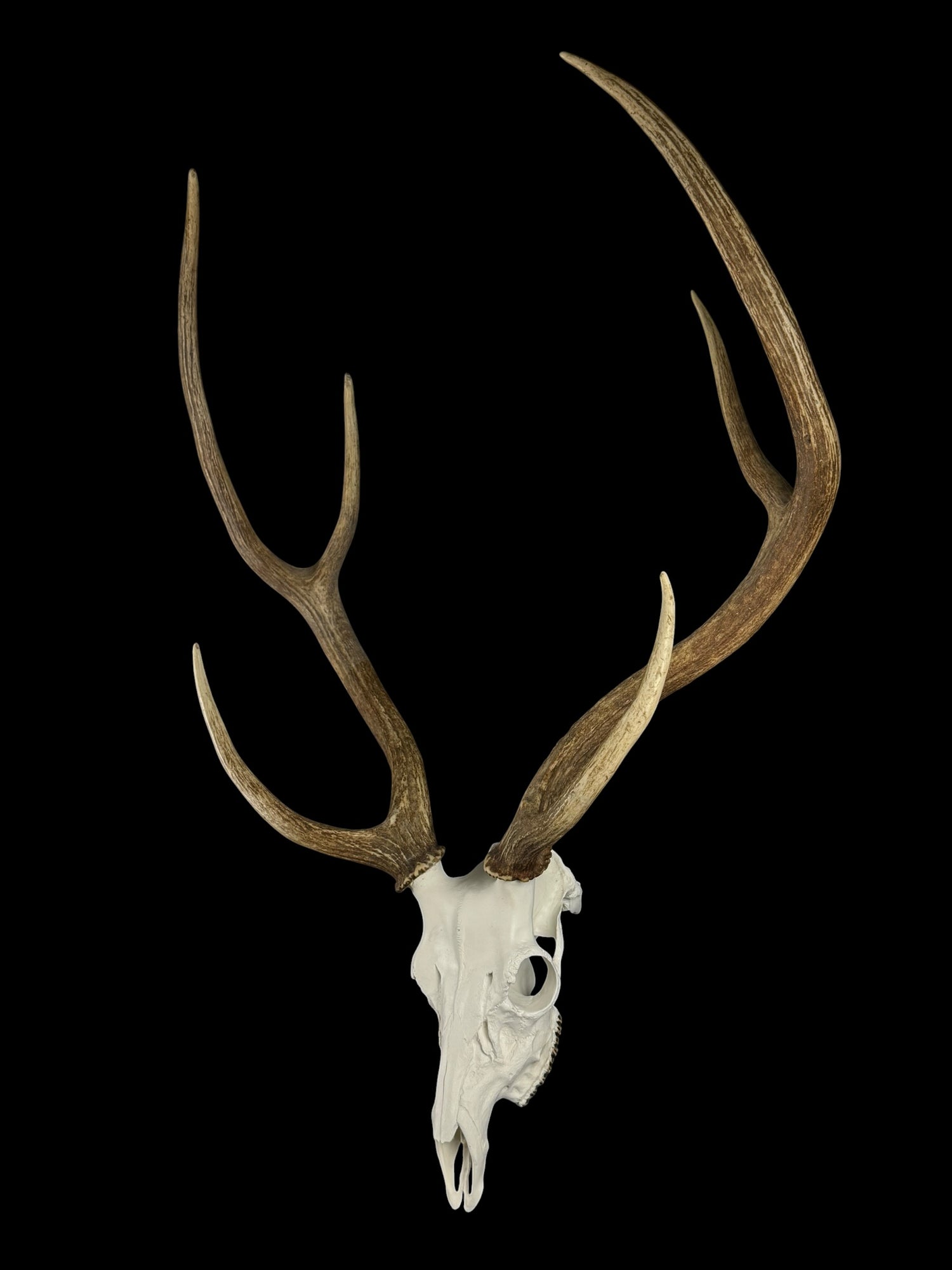 Axis Skull (With Teeth)