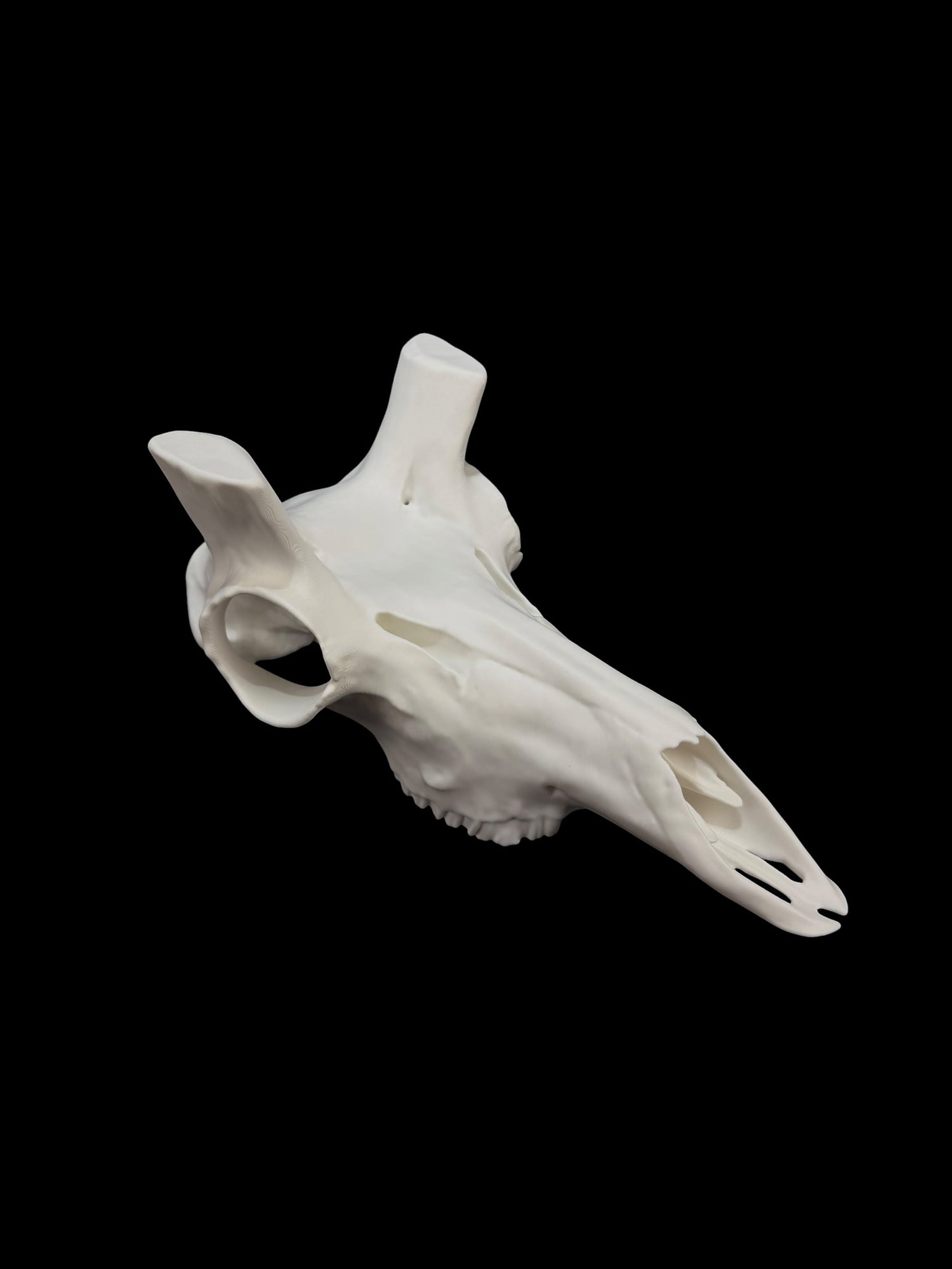 Pronghorn Antelope Skull (3D Replica)