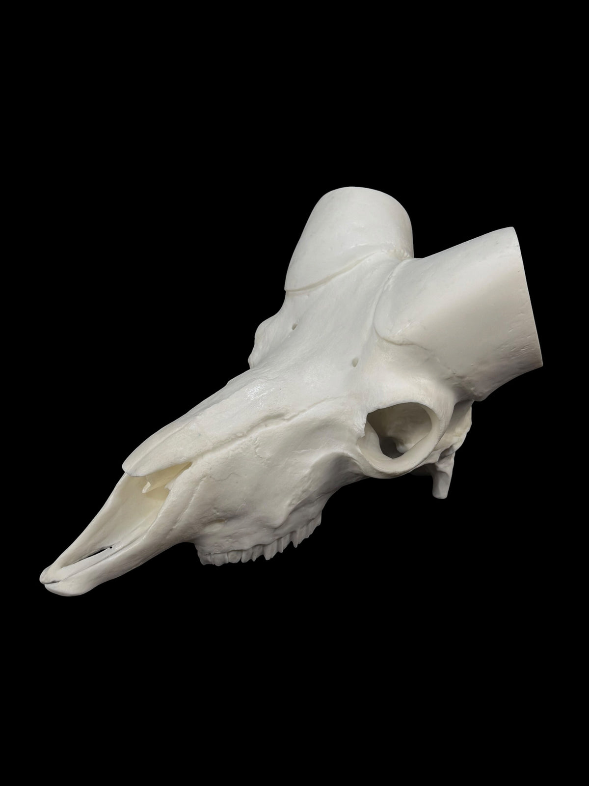 Big Horn Sheep (with teeth)