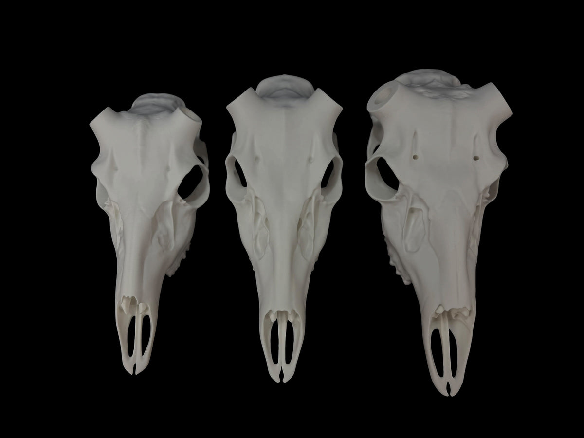 Whitetail Deer Skull (3D Replica)
