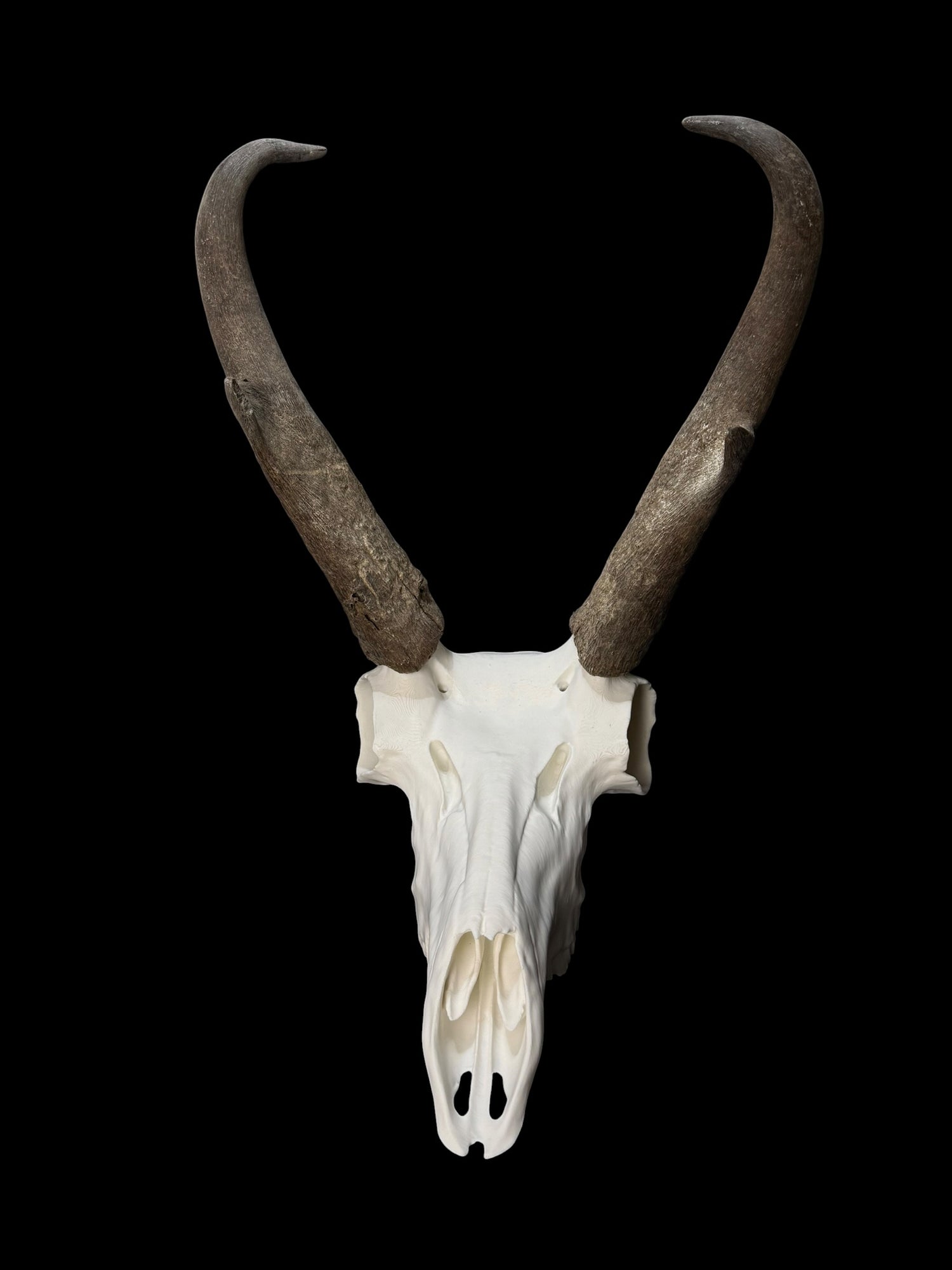 Pronghorn Antelope Skull (3D Replica)