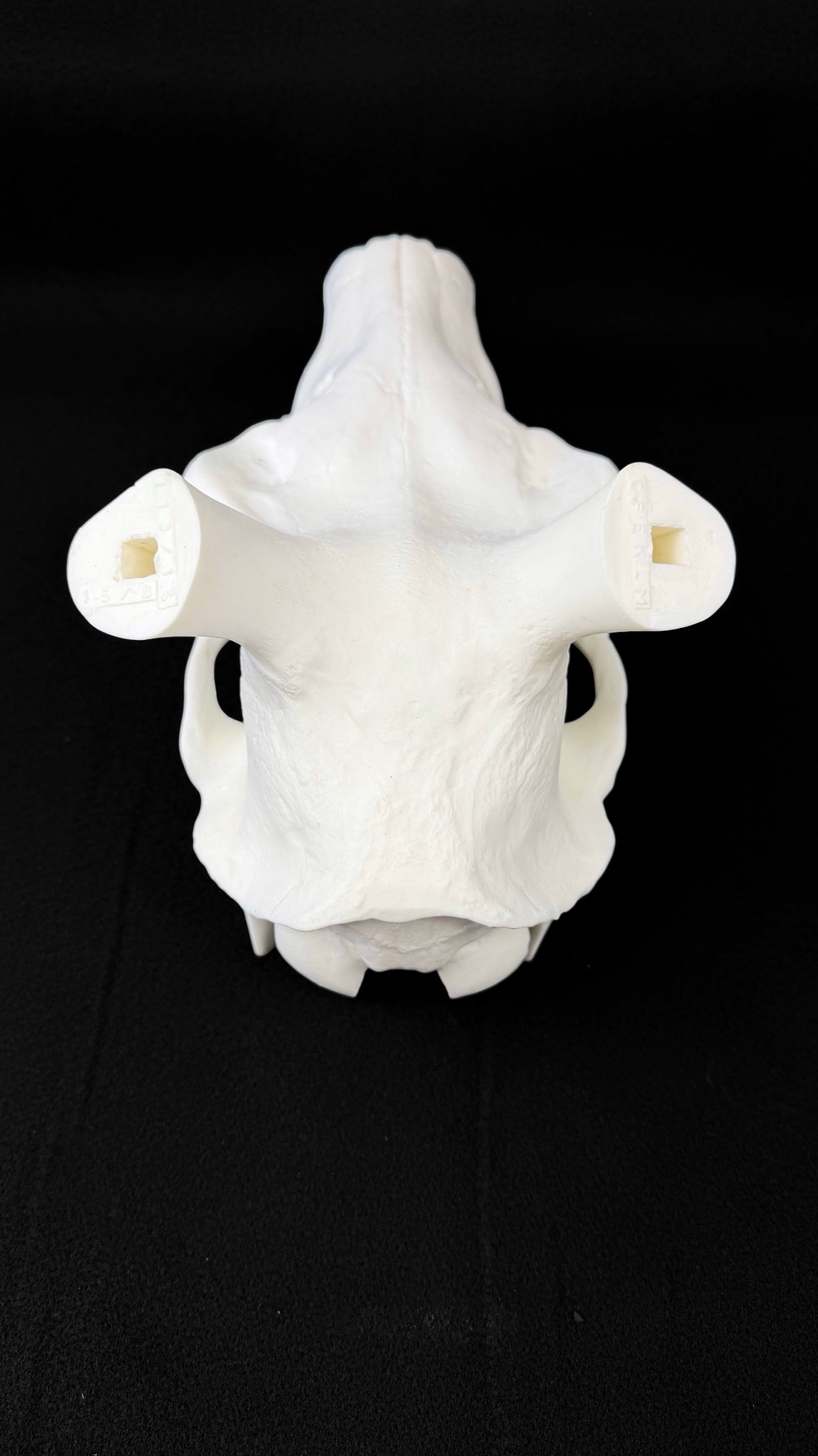 Elk Skull (With Teeth)