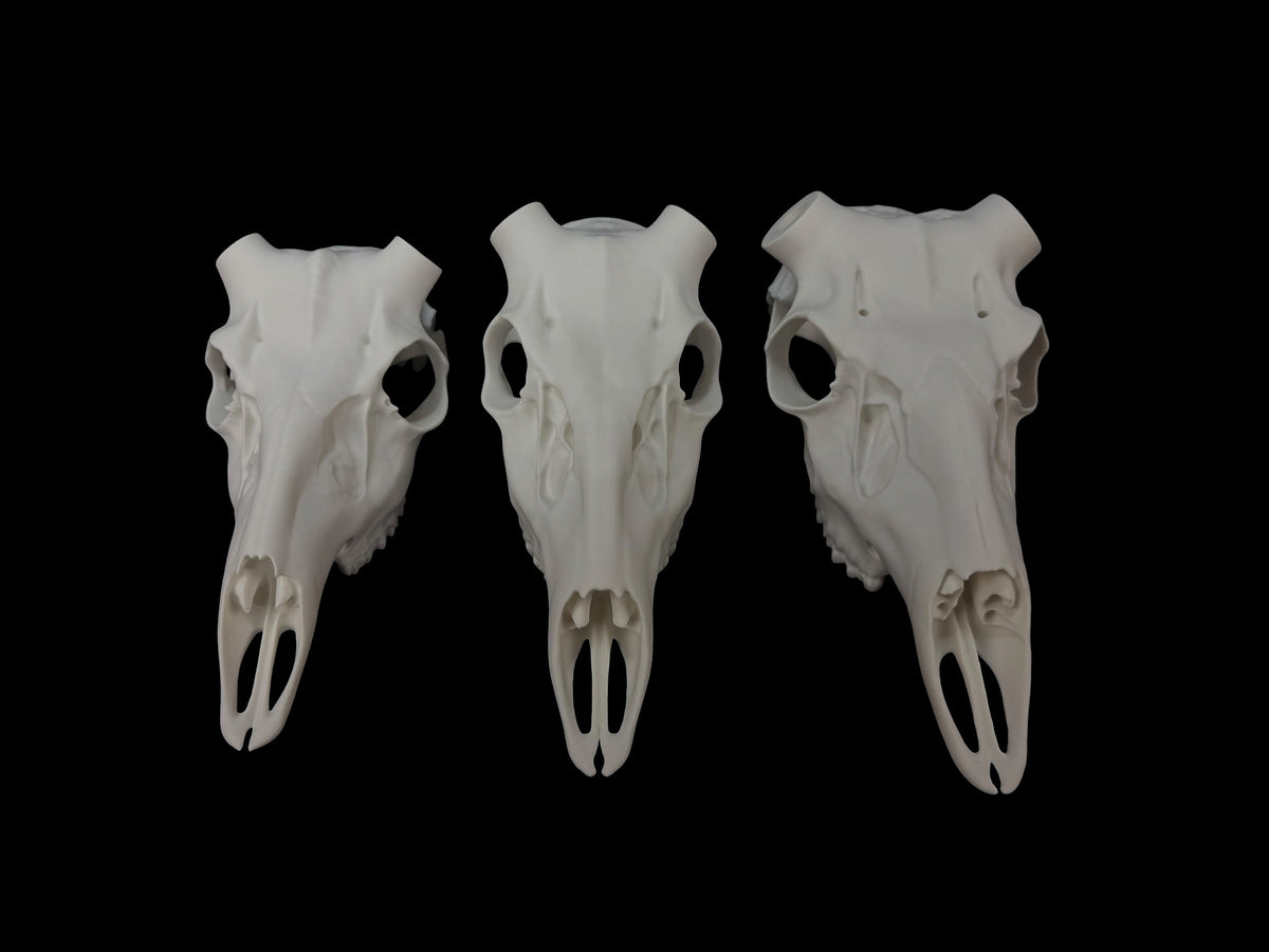 Whitetail Deer Skull (3D Replica)