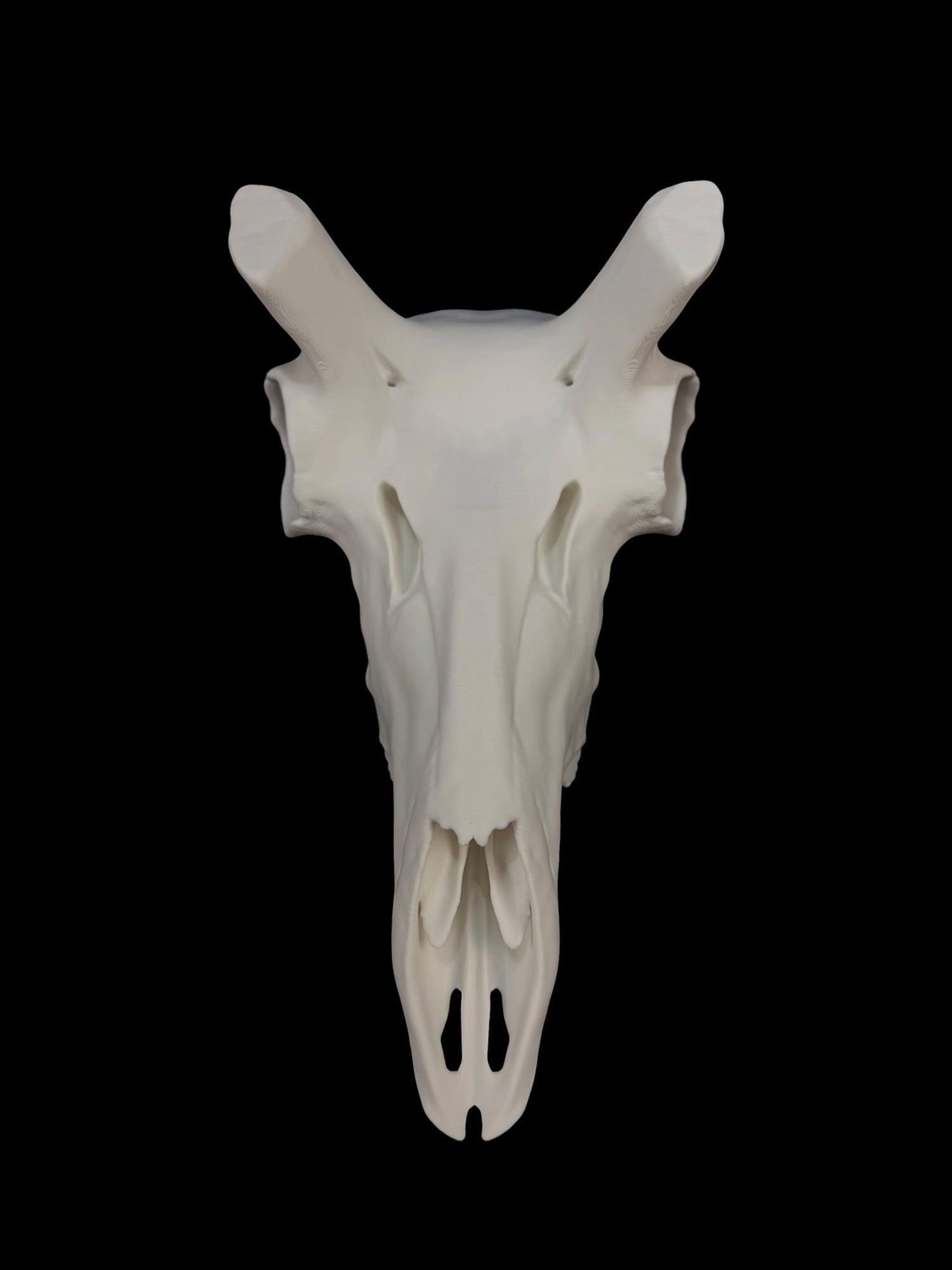 Pronghorn Antelope Skull (3D Replica)