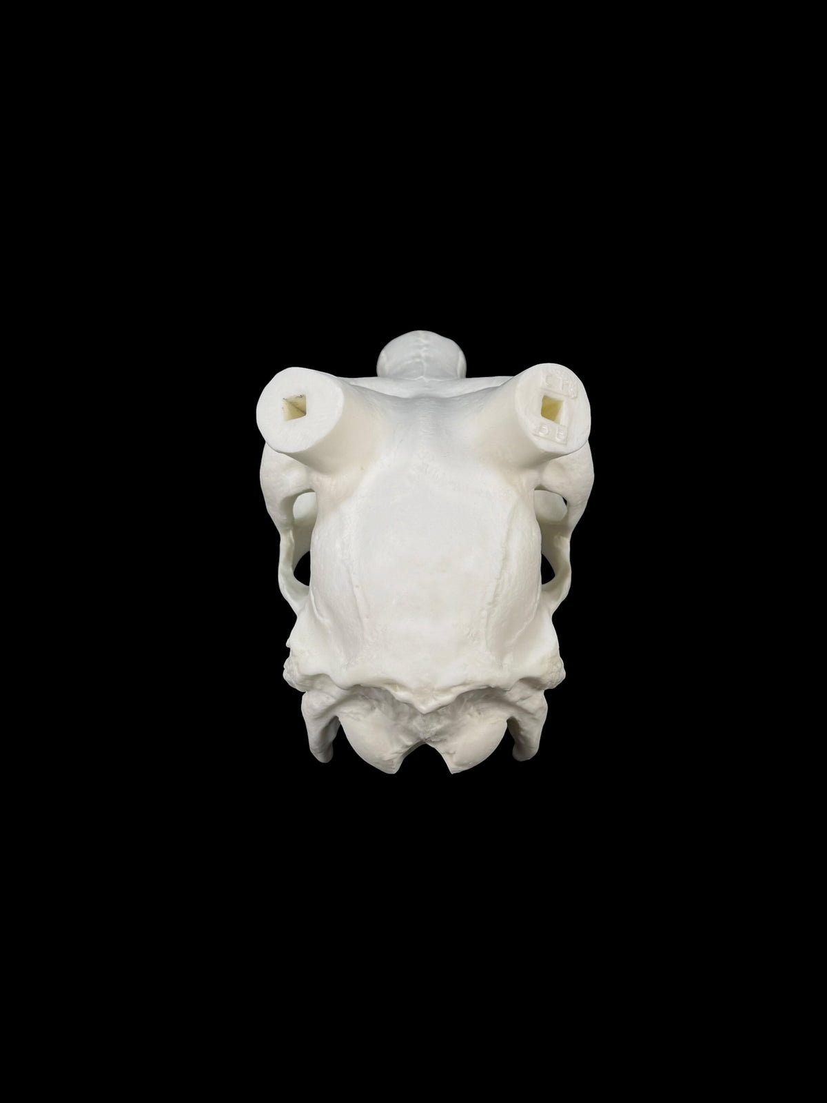 Blackbuck Replica Skull (with teeth)