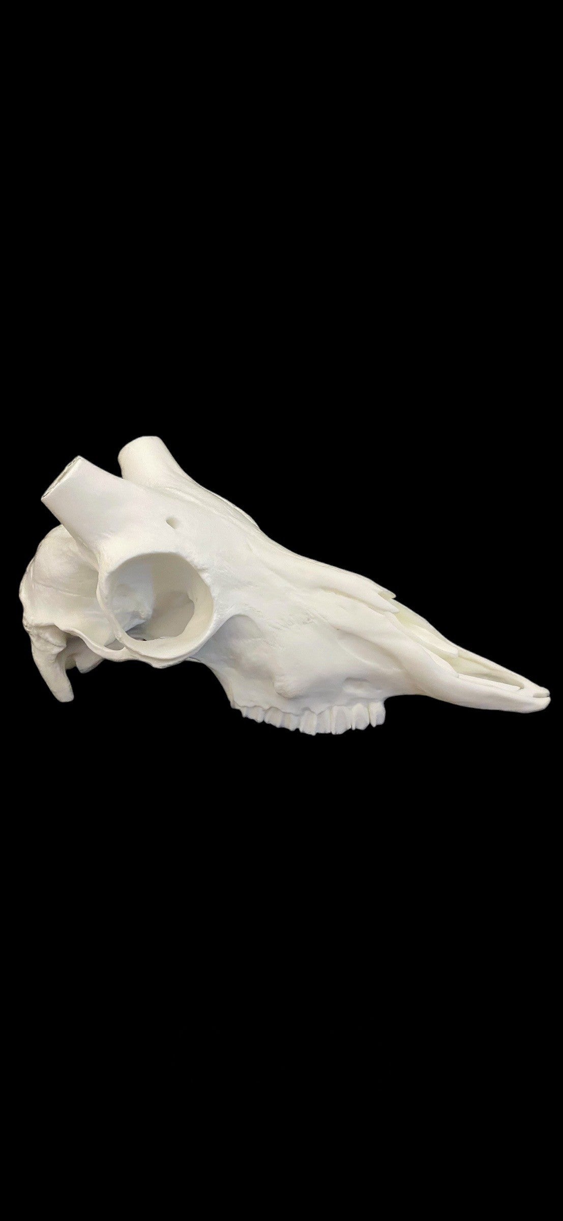 Blackbuck Replica Skull (with teeth)