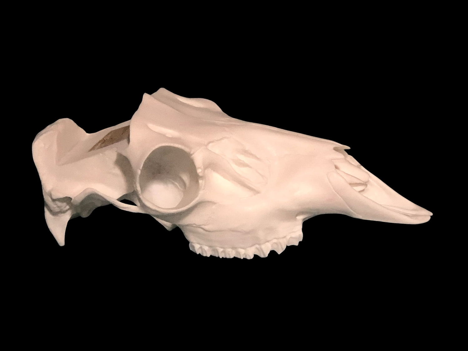 Axis Skull Slotted (With Teeth)