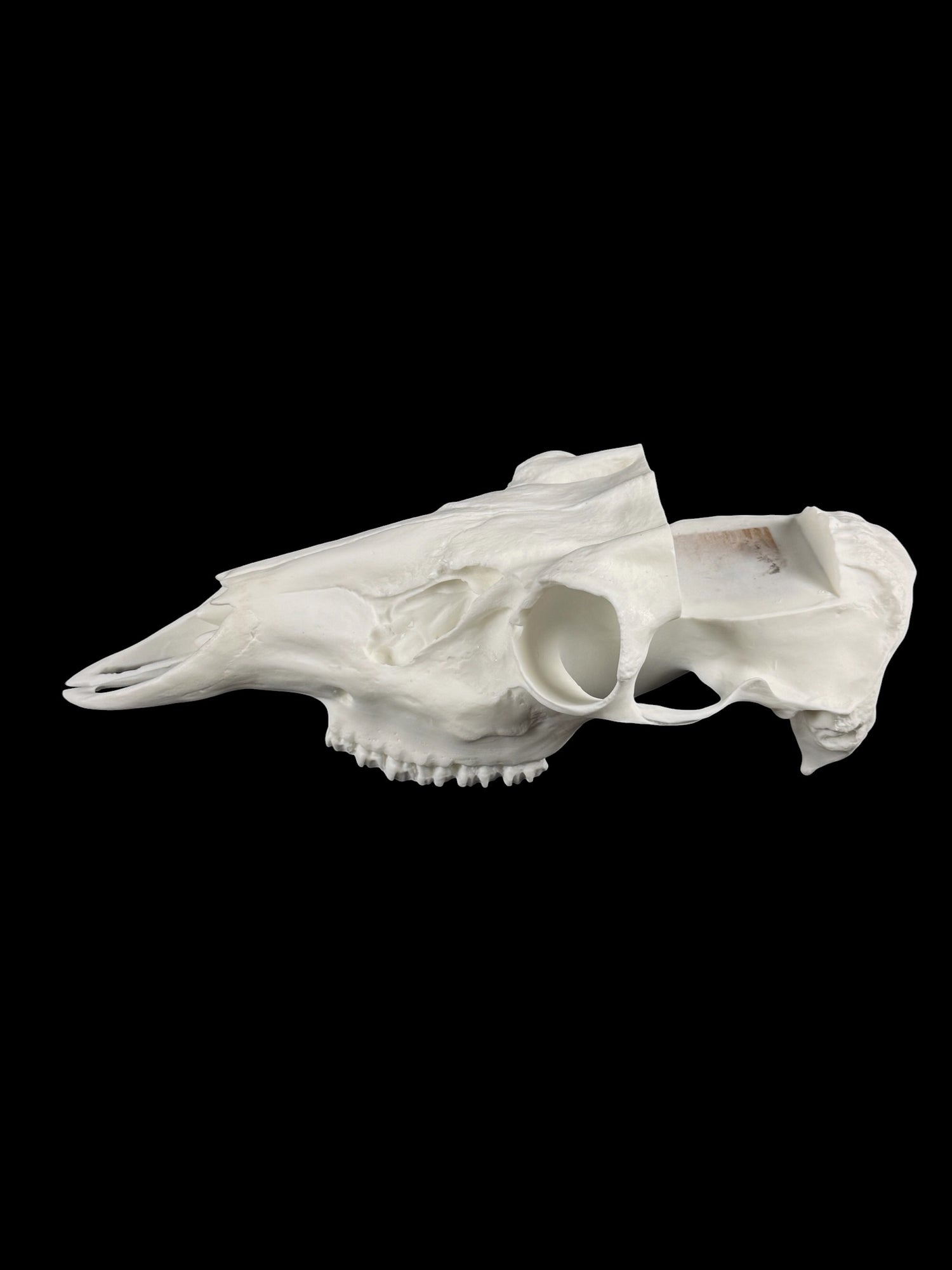Whitetail Skull Slotted (With Teeth)