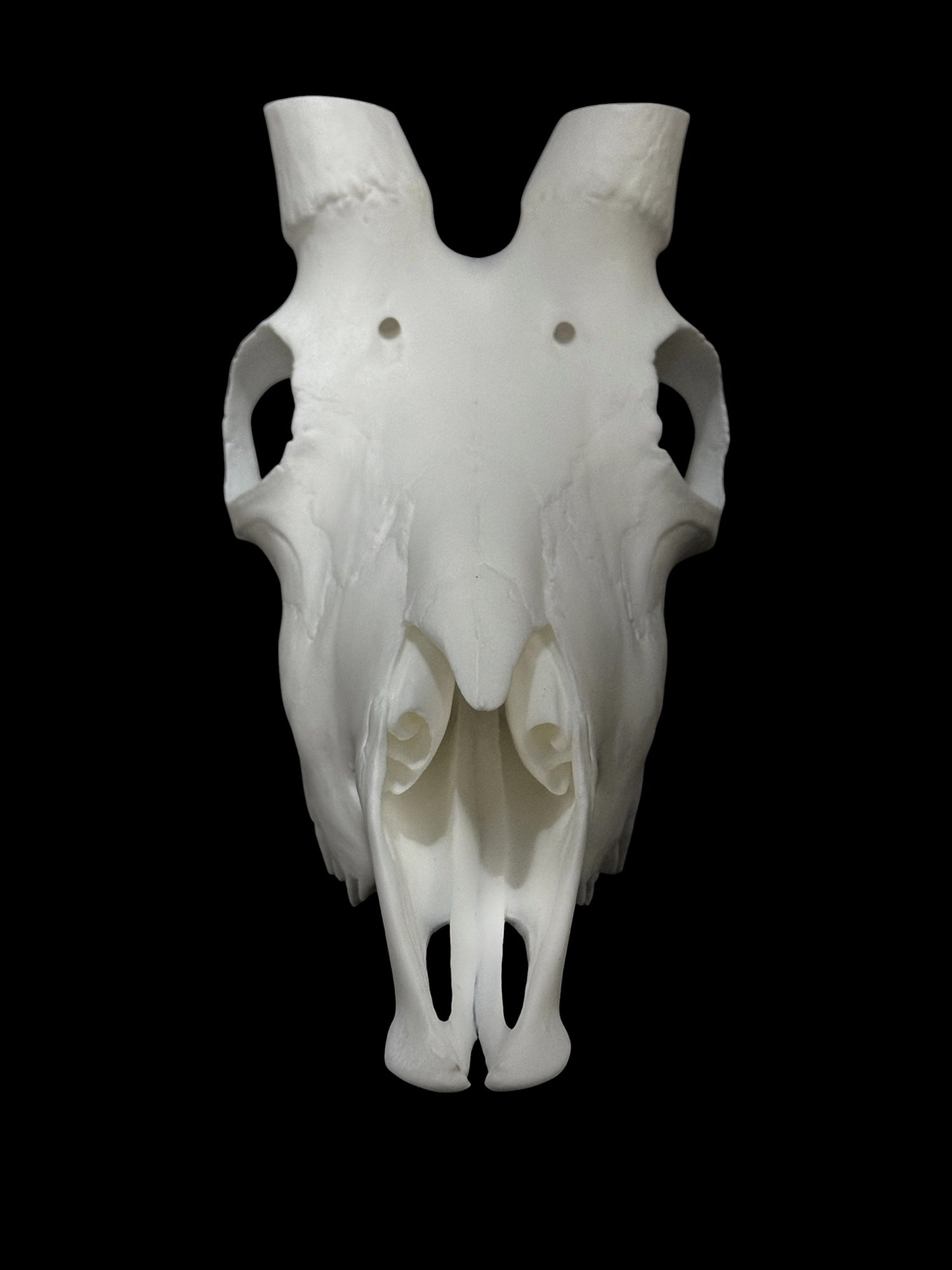 Mountain Goat Skull (With Teeth)