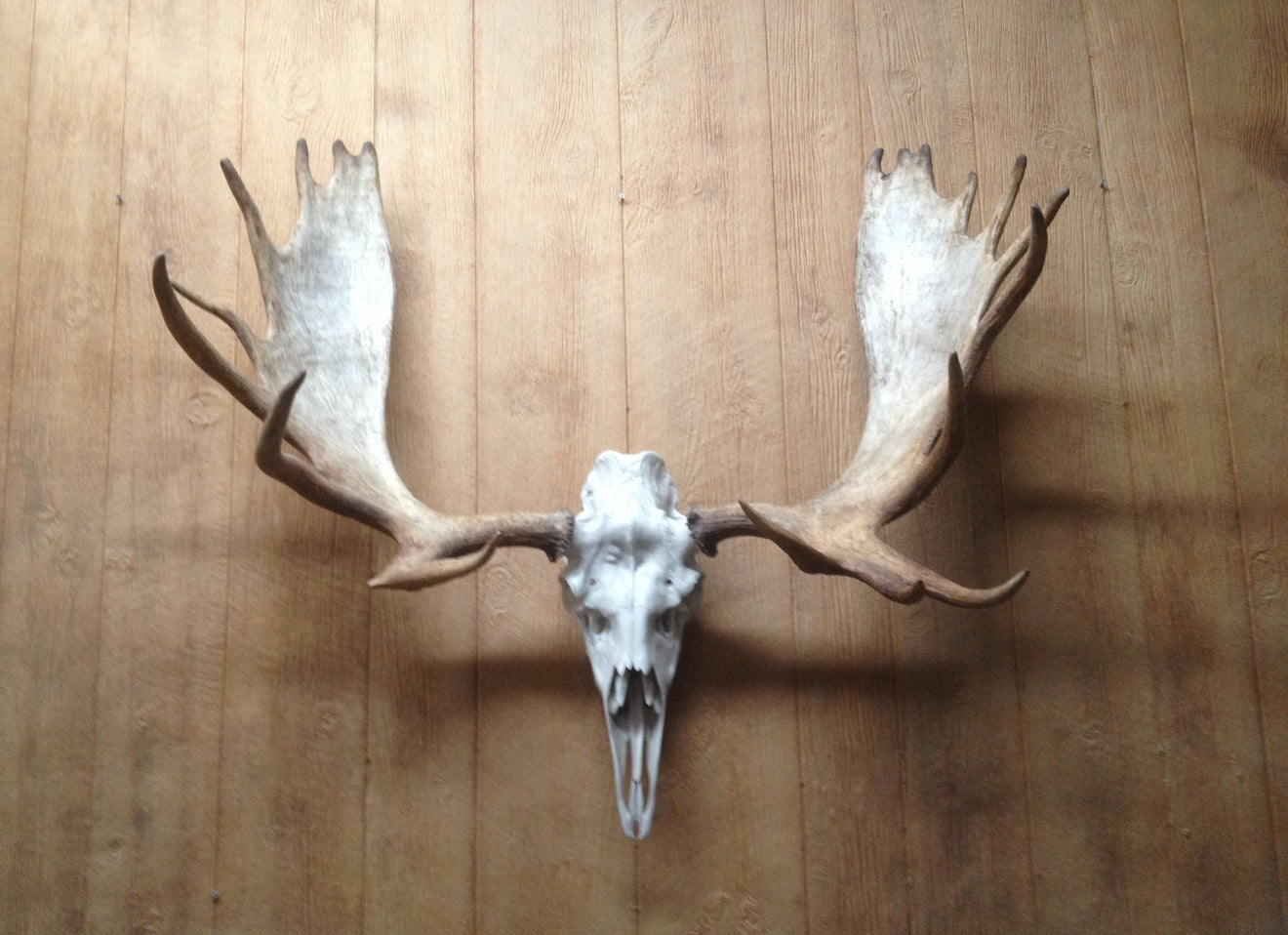 Moose Skull (With Teeth) (Shiras)
