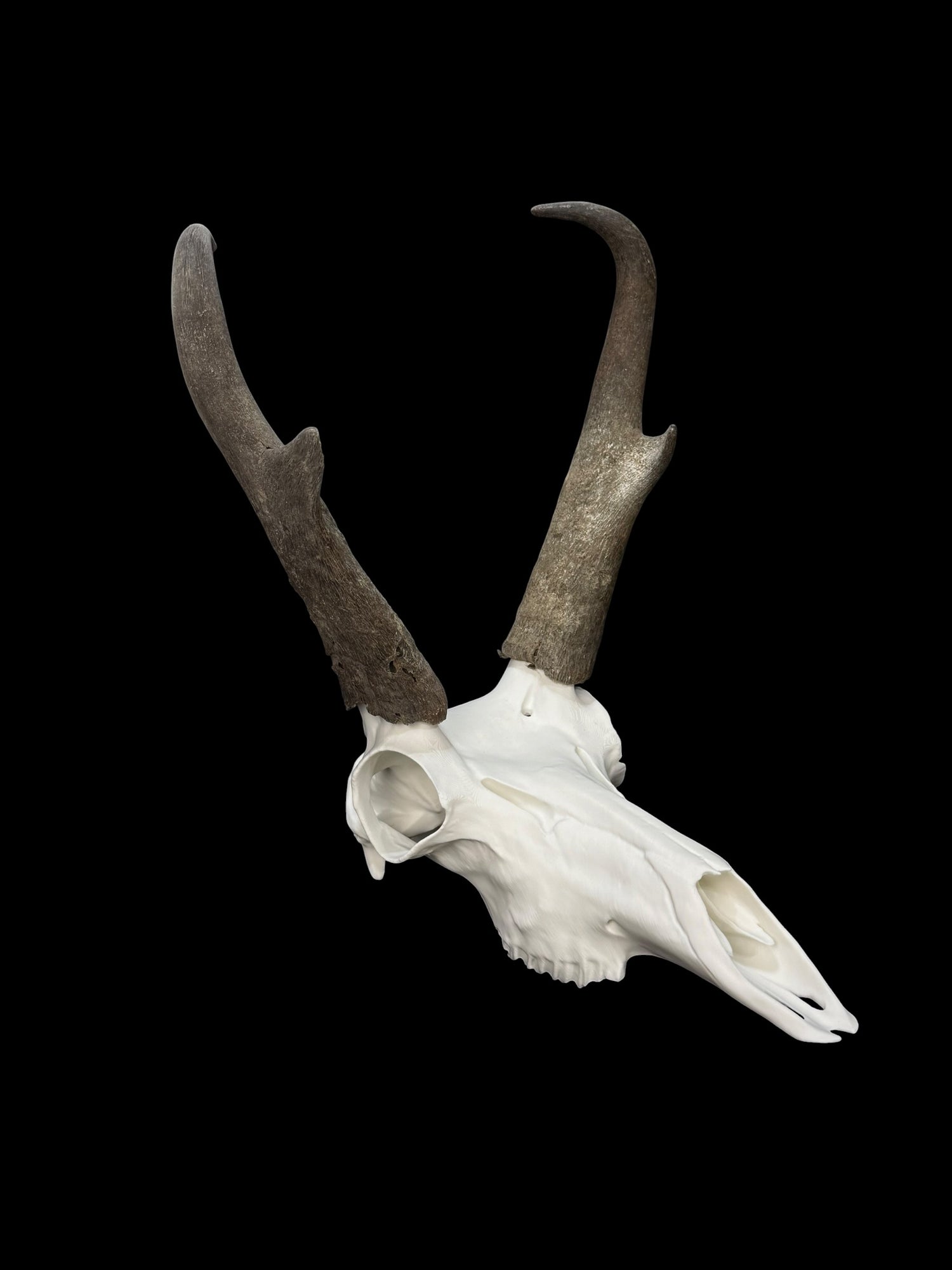 Pronghorn Antelope Skull (3D Replica)
