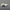 White animal skull on a gray background