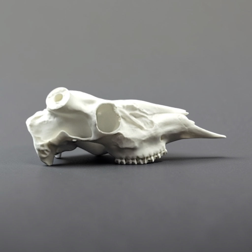 White animal skull on a gray background