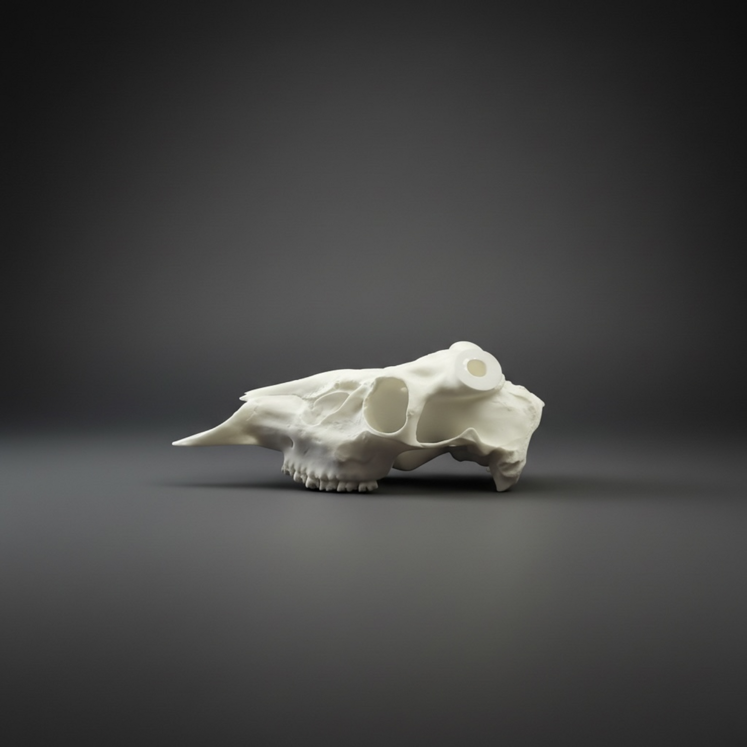 White animal skull on a dark gray background
