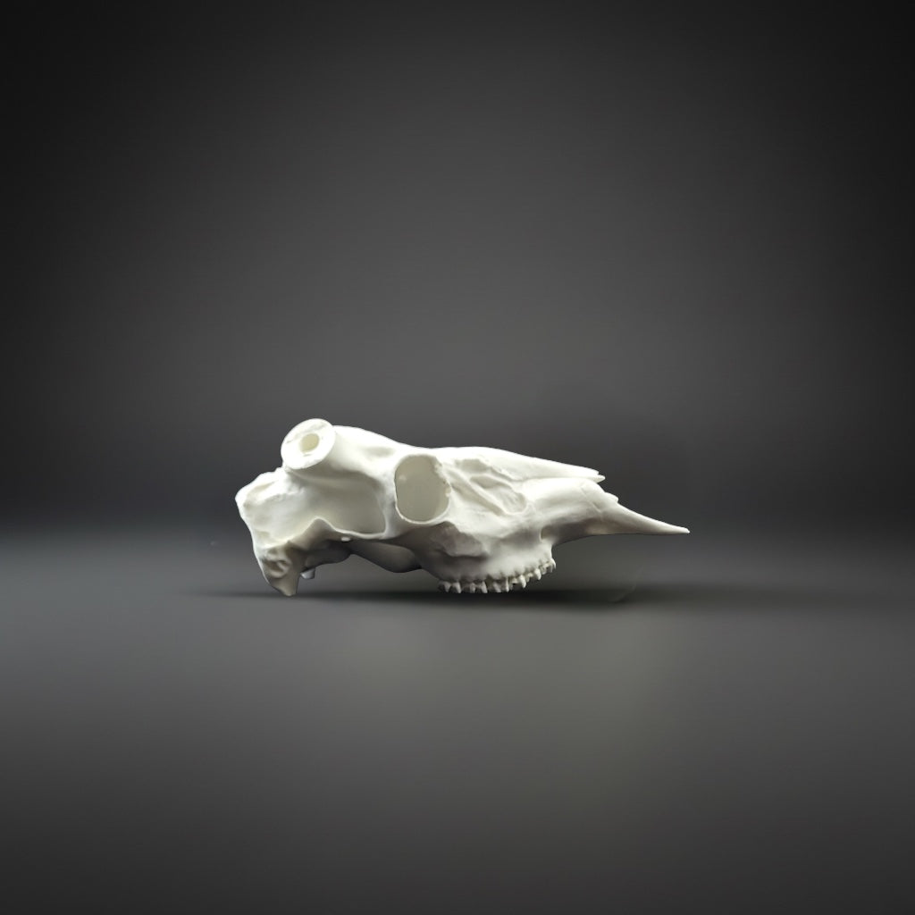 White animal skull on a dark gray background