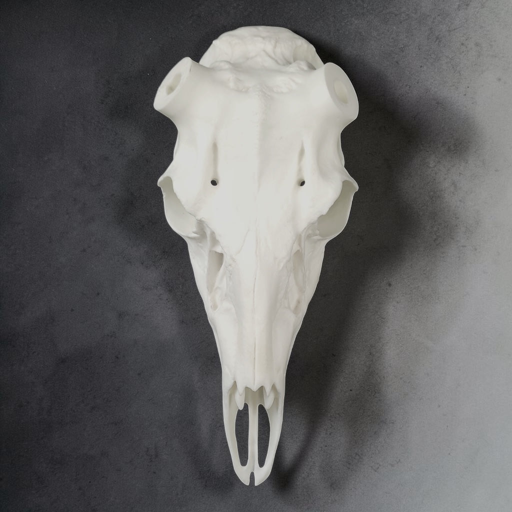 White animal skull on a gray background