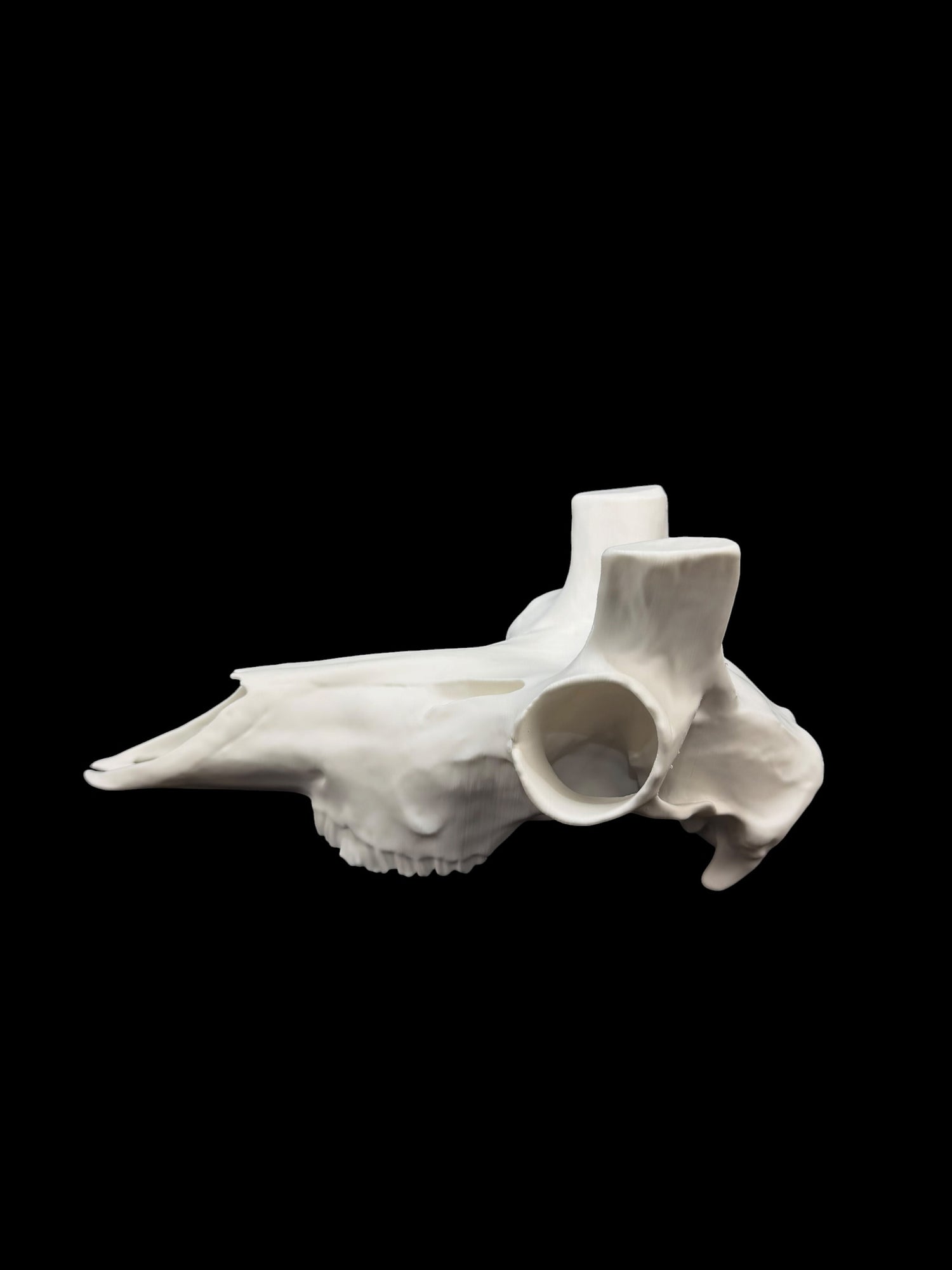 Pronghorn Antelope Skull (3D Replica)