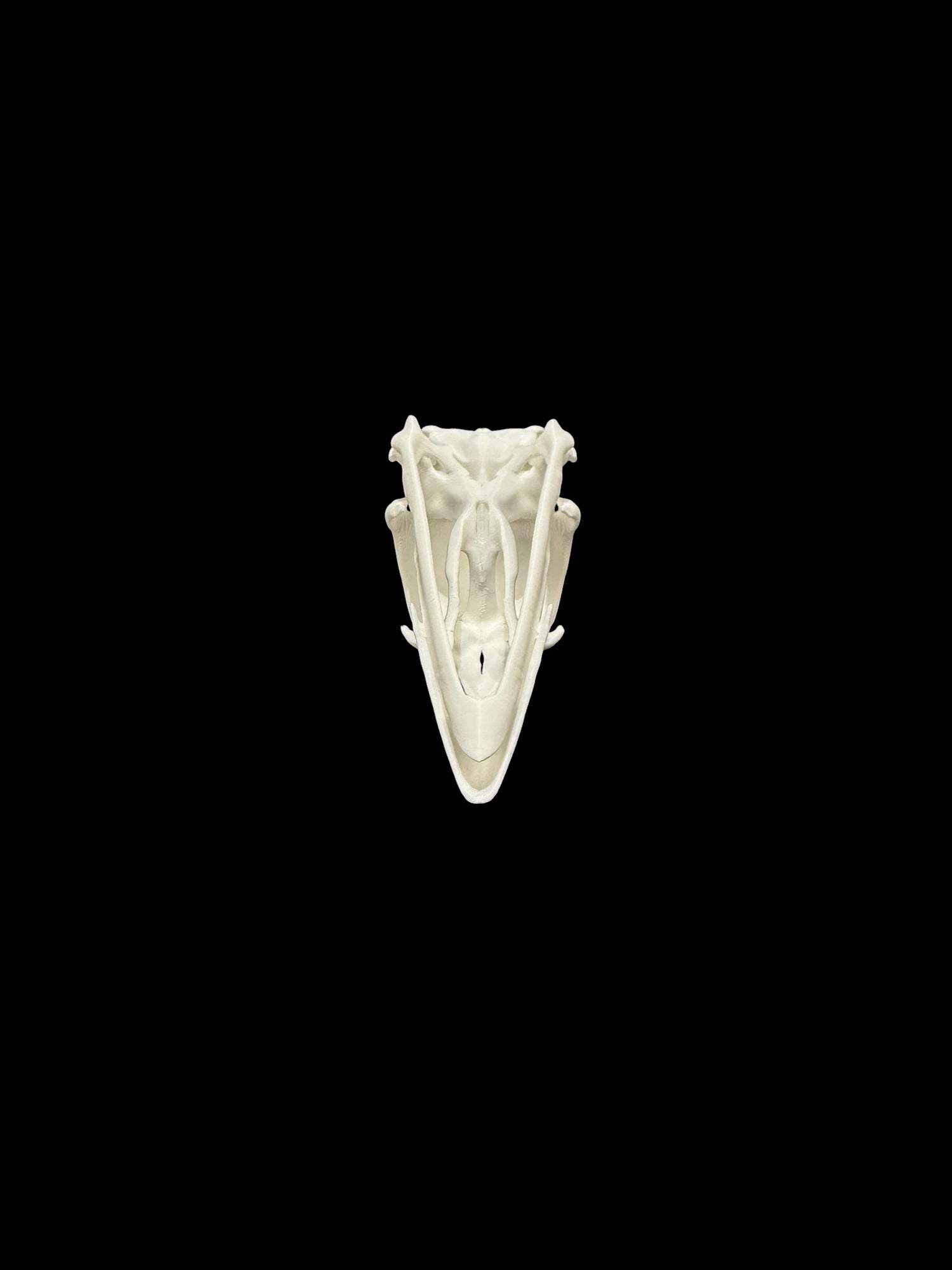 Turkey Skull Replica (Realistic Version)