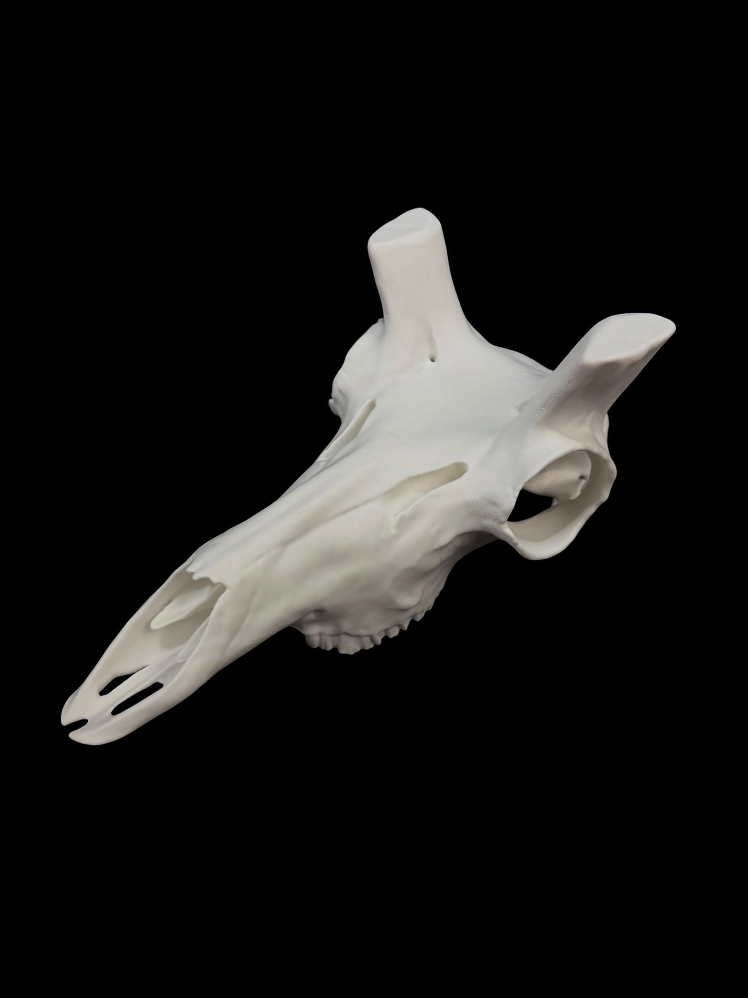 Pronghorn Antelope Skull (3D Replica)