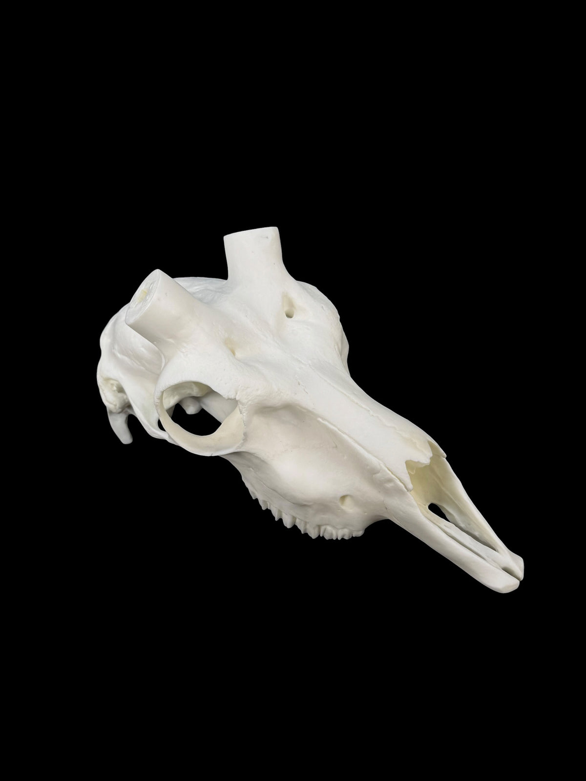Blackbuck Replica Skull (with teeth)