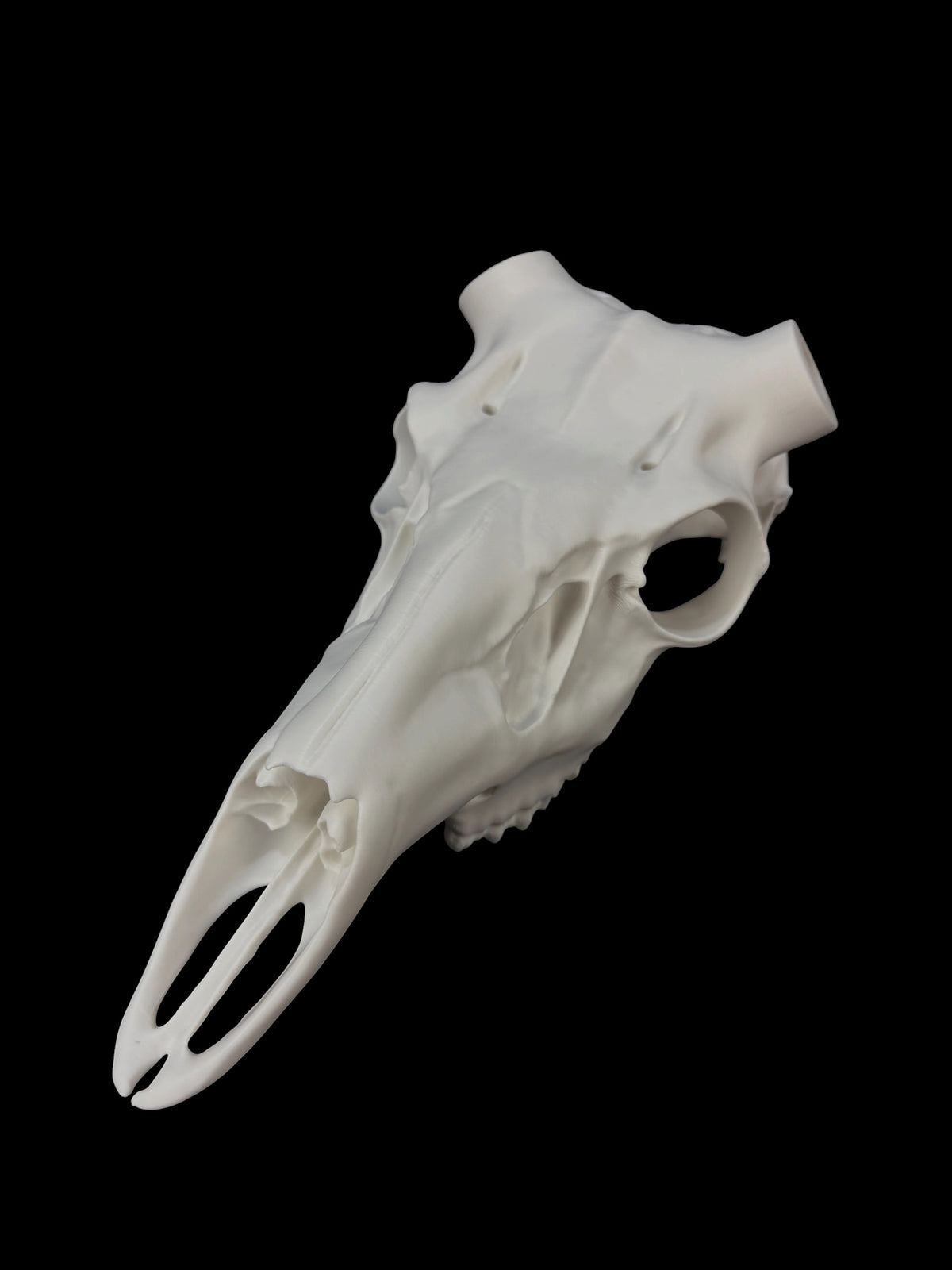 Whitetail Deer Skull (3D Replica)