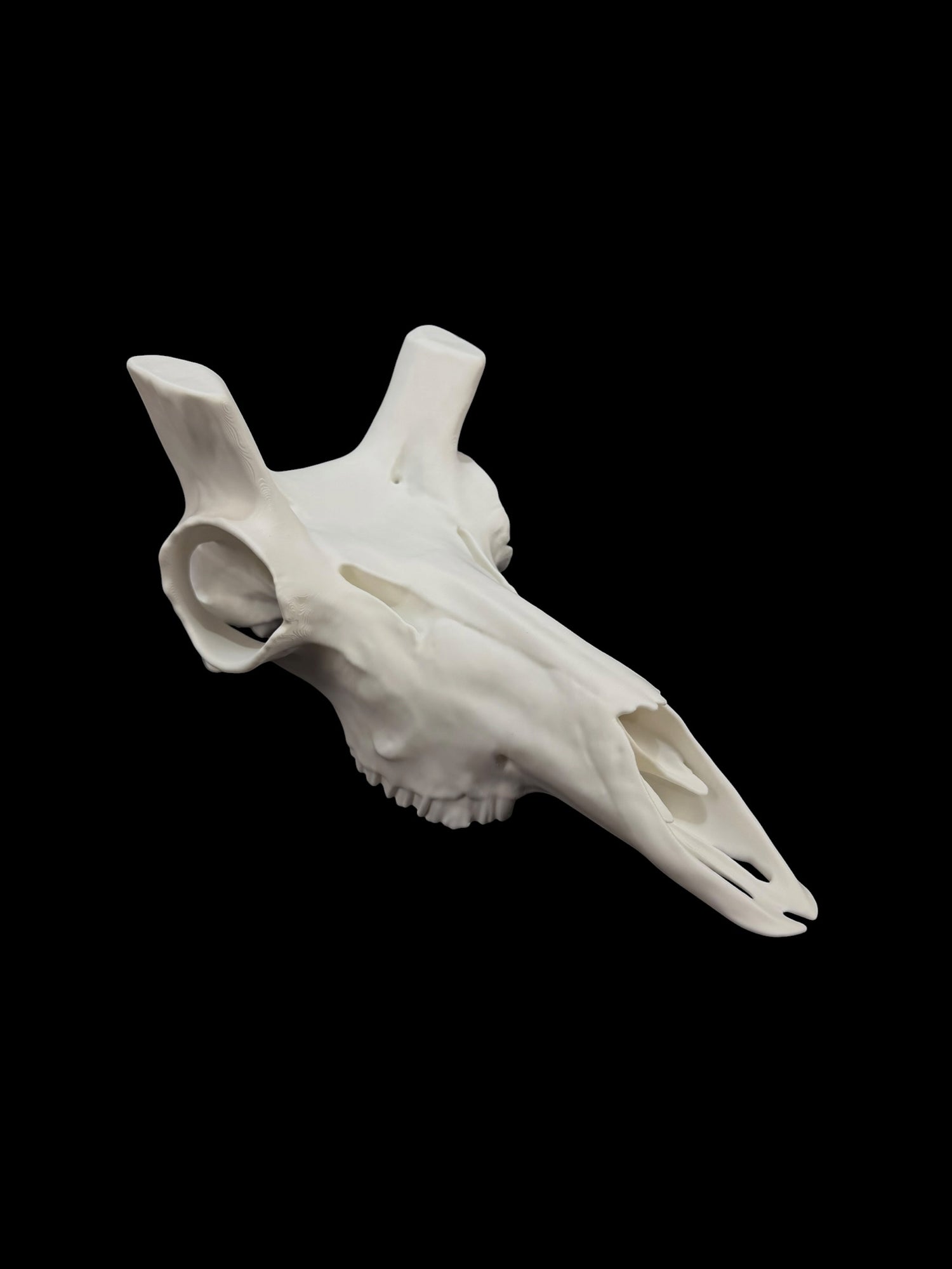 Pronghorn Antelope Skull (3D Replica)