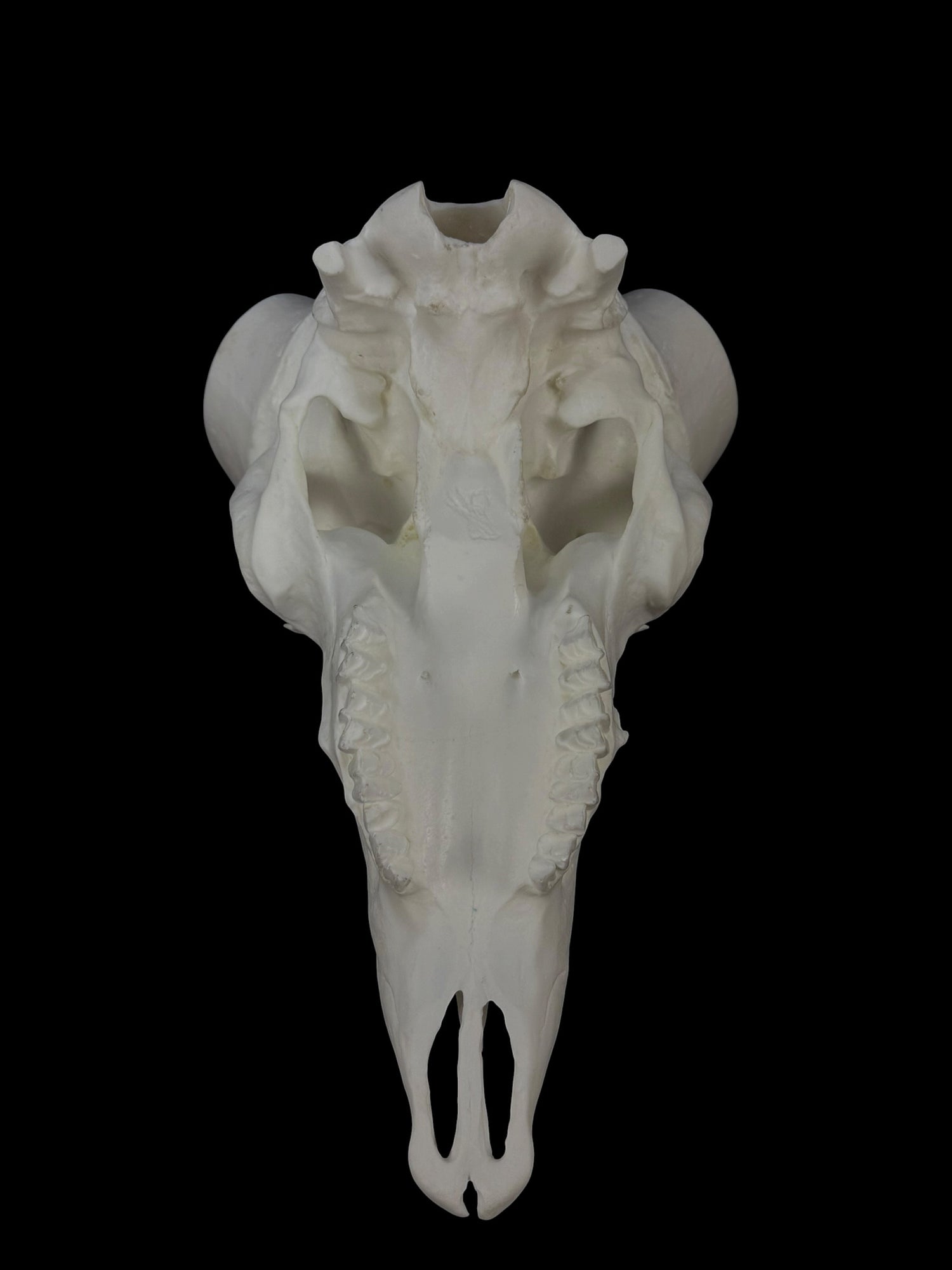 Big Horn Sheep (with teeth)