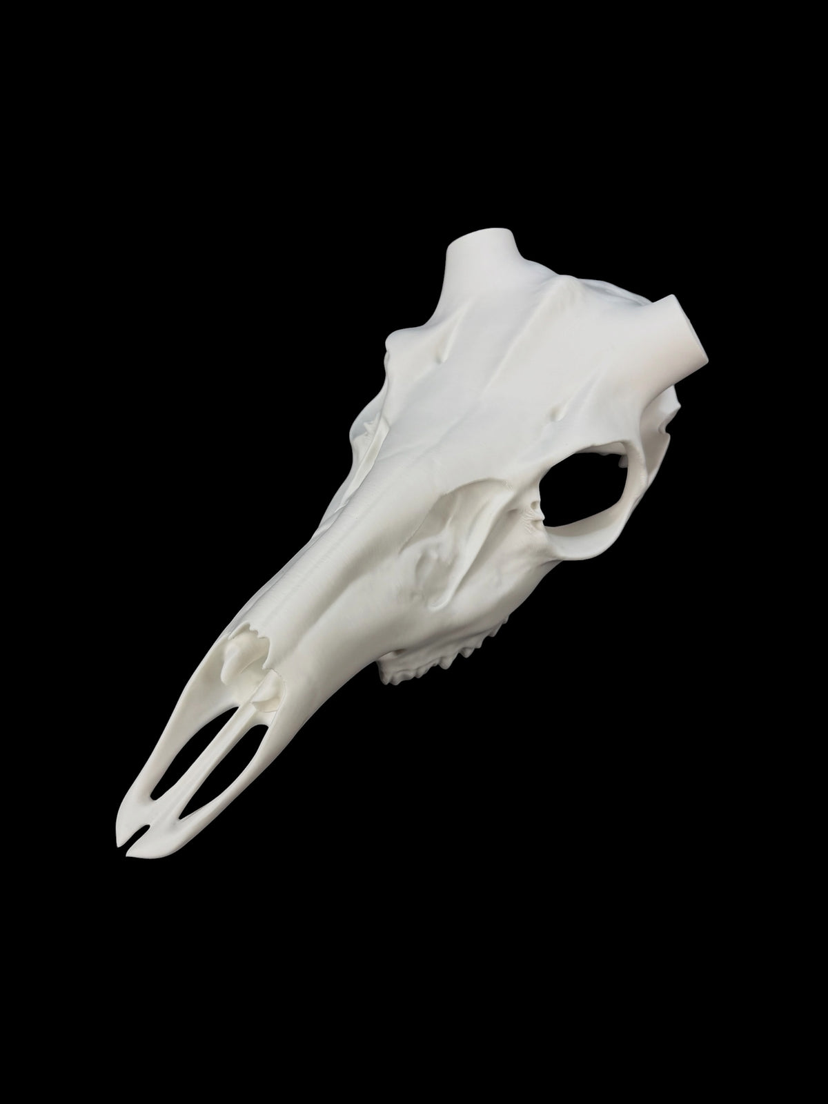 Whitetail Deer Skull (3D Replica)