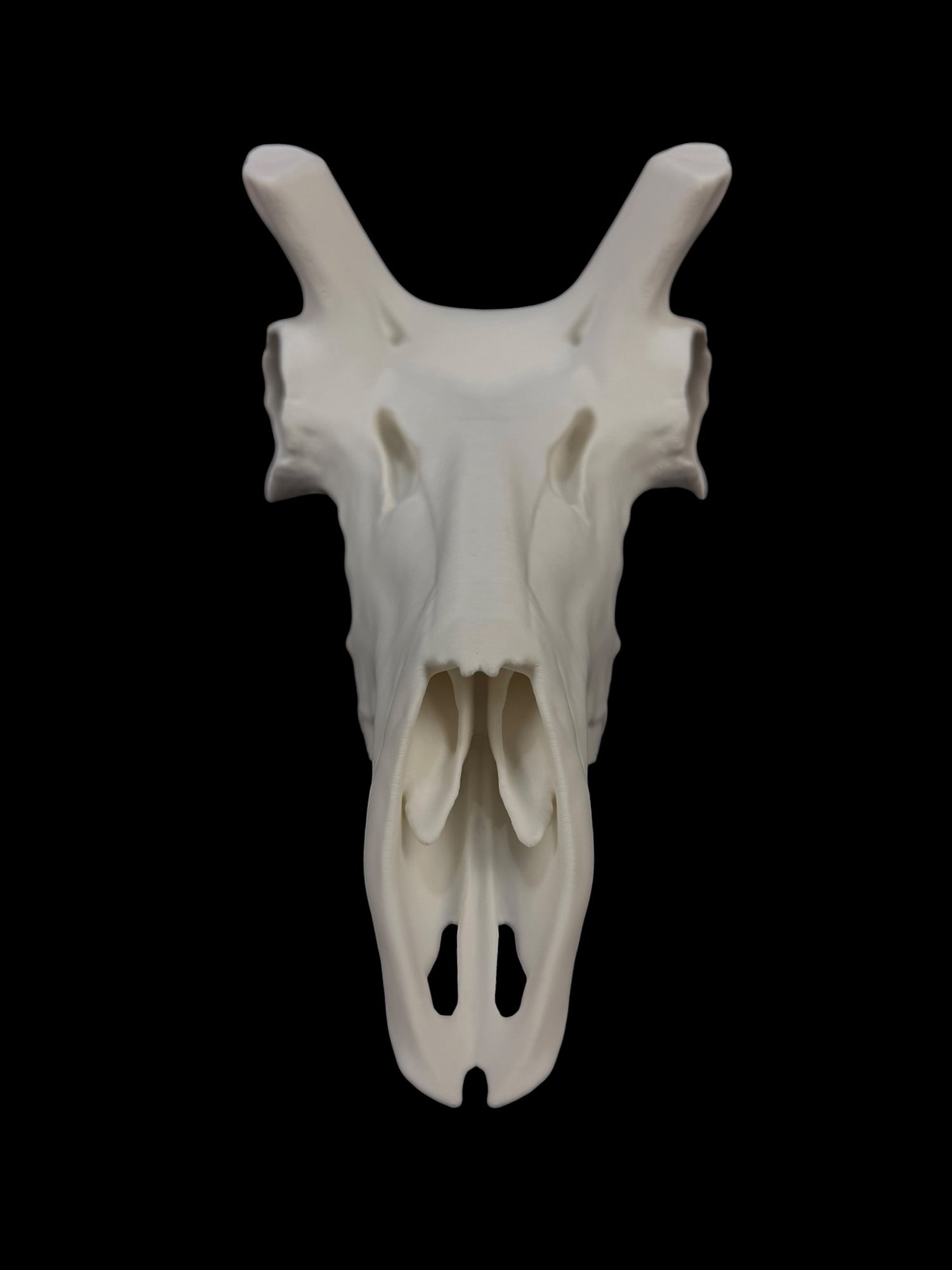 Pronghorn Antelope Skull (3D Replica)
