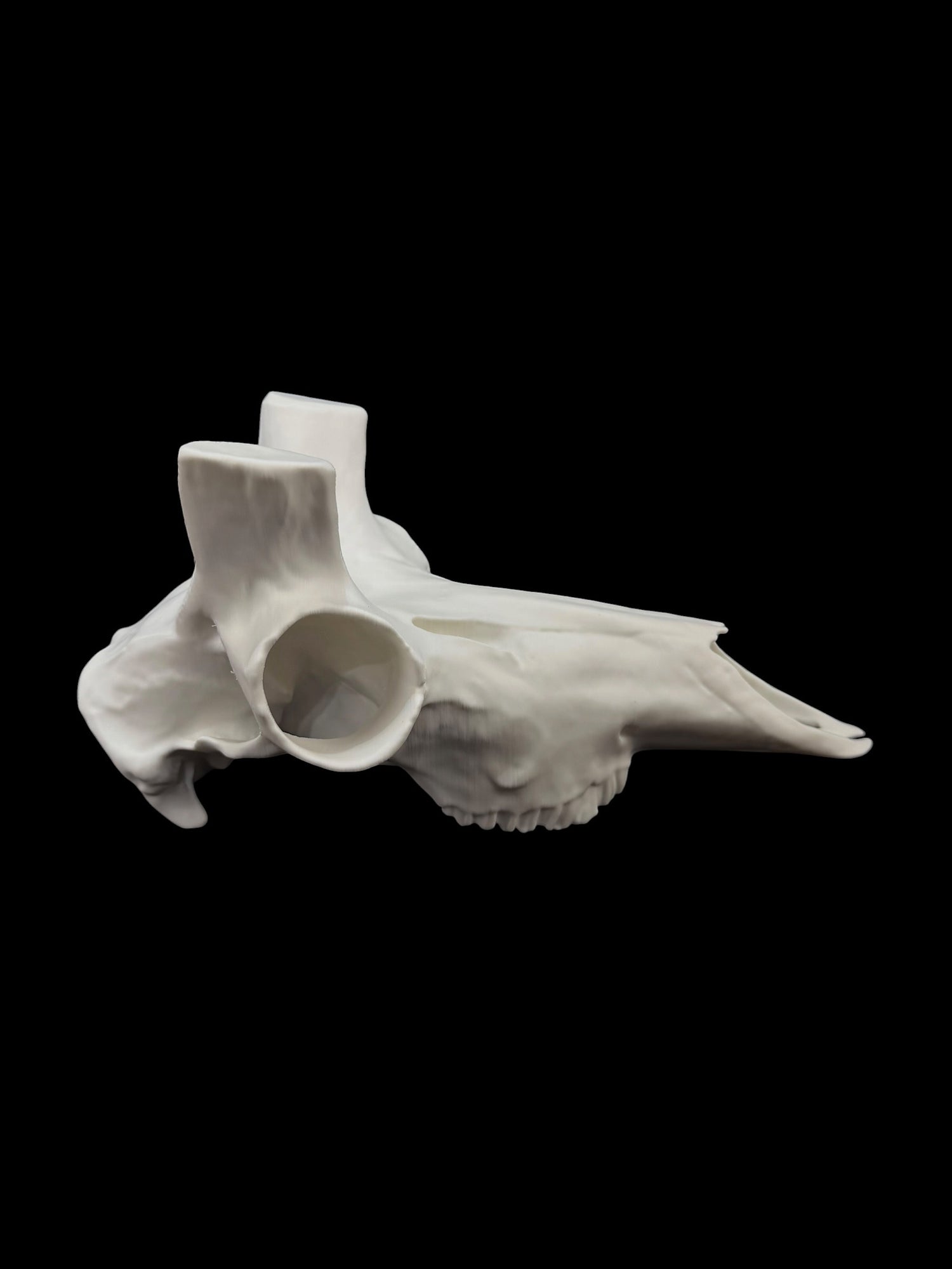 Pronghorn Antelope Skull (3D Replica)