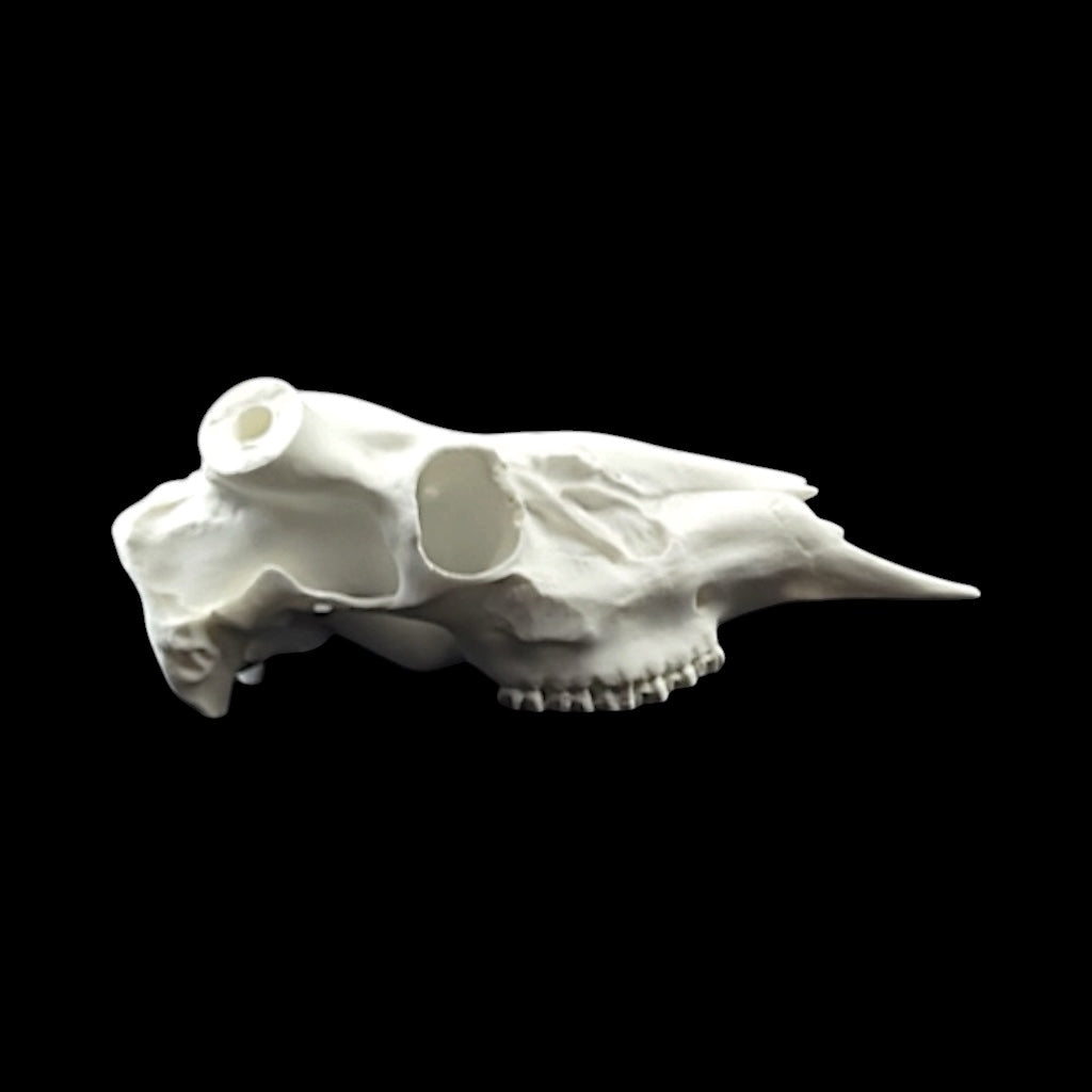 Whitetail Skull (With Teeth)