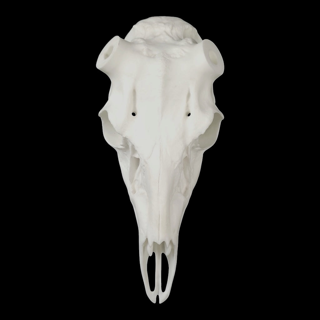 Whitetail Skull (With Teeth)